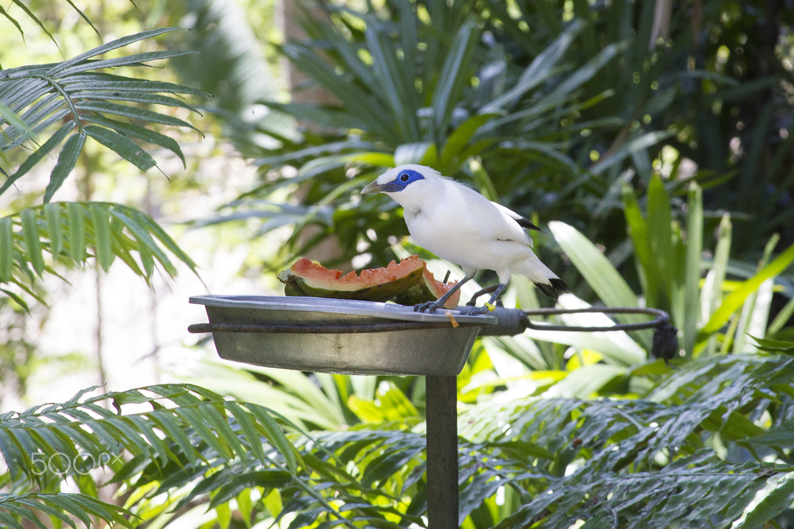 Canon EOS-1D Mark IV sample photo. Bali starling photography