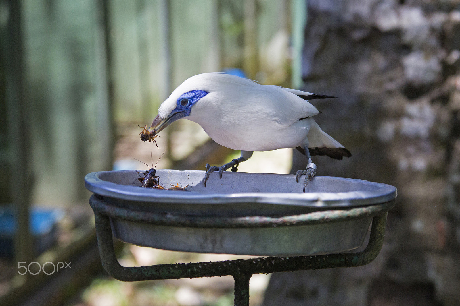 Canon EOS-1D Mark IV sample photo. Bali starling feeding photography