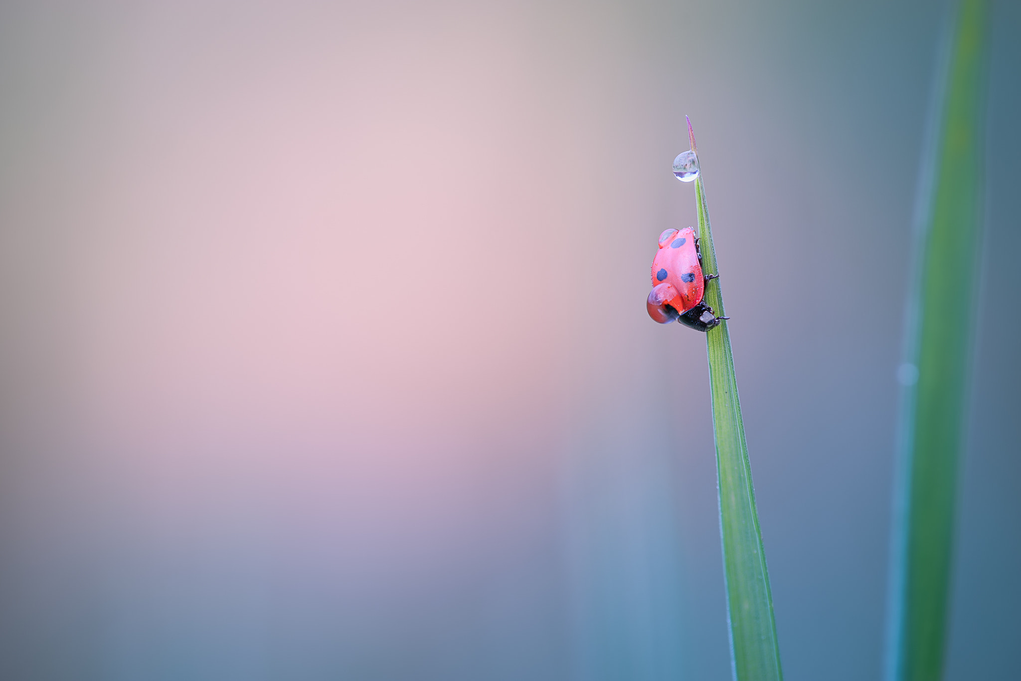 100mm F2.8 G SSM OSS sample photo. Morning dew... photography