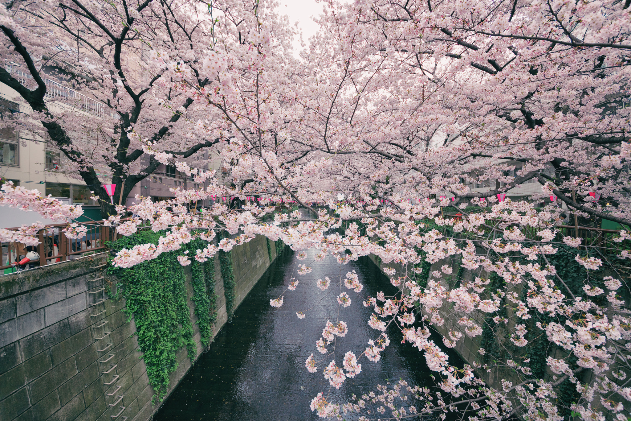 Sigma 12-24mm F4.5-5.6 II DG HSM sample photo. Full cherryblossom photography
