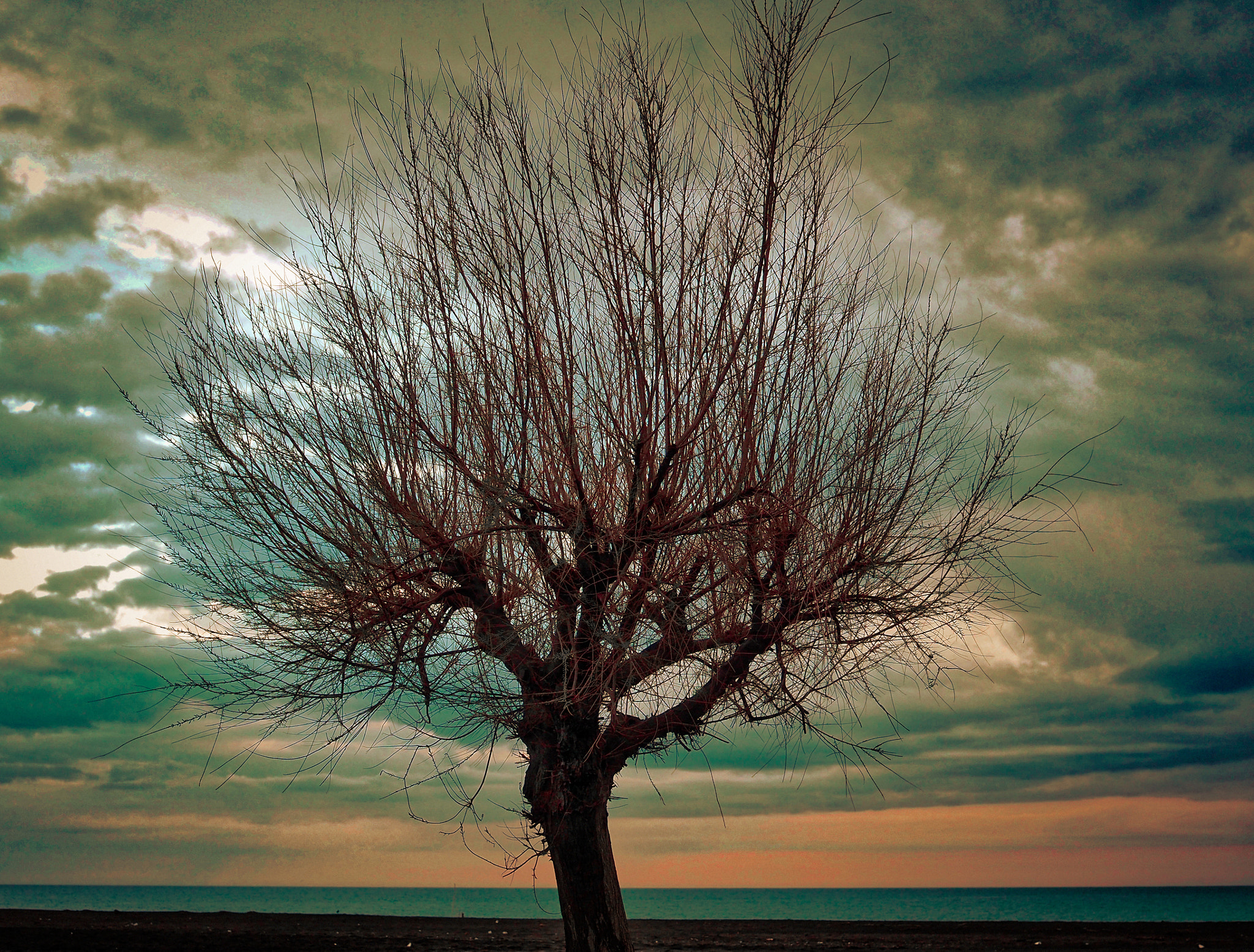 Sigma 30mm F2.8 DN Art sample photo. The tree and its sky photography