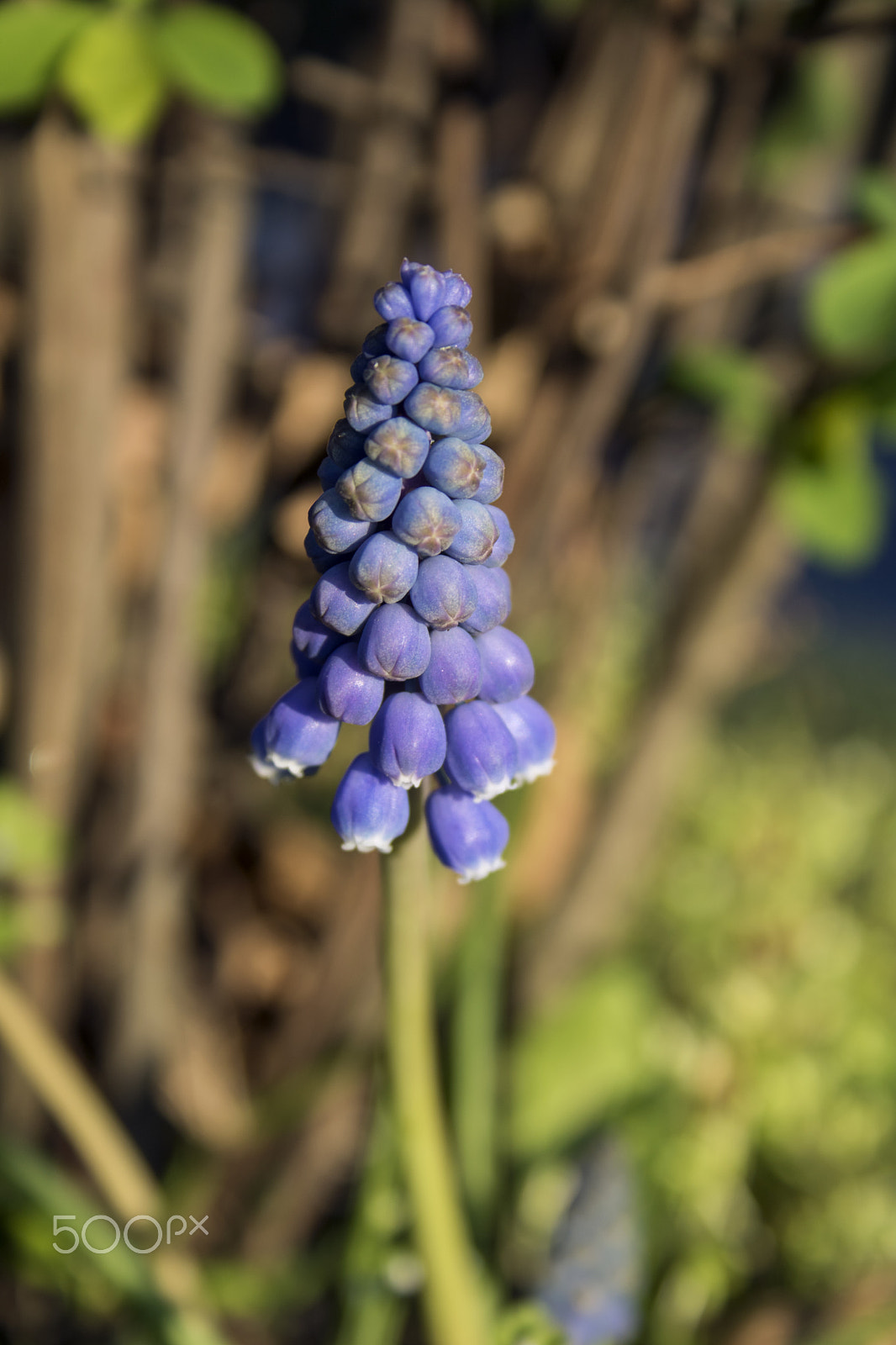 Canon EF-S 18-55mm F3.5-5.6 sample photo. Muscari neglectum photography