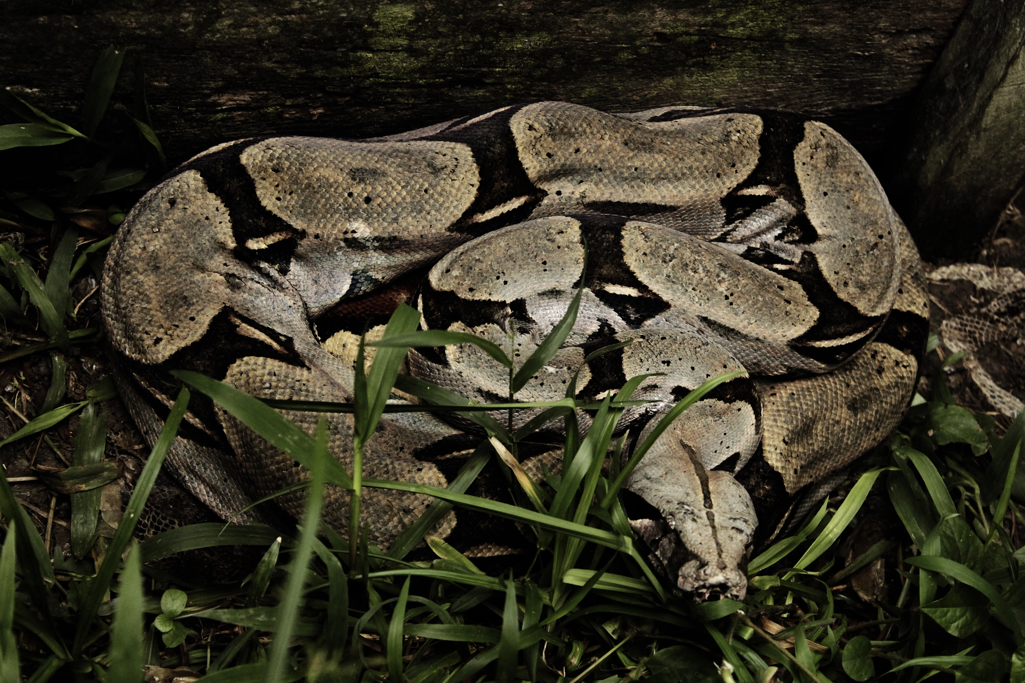 Canon EF-S 18-55mm F3.5-5.6 III sample photo. Serpiente photography