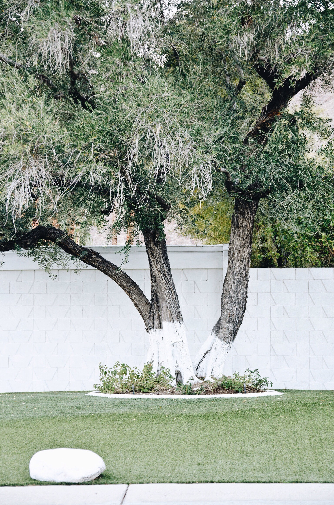 Sigma 17-70mm F2.8-4.5 DC Macro Asp. IF sample photo. Palm springs, ca photography