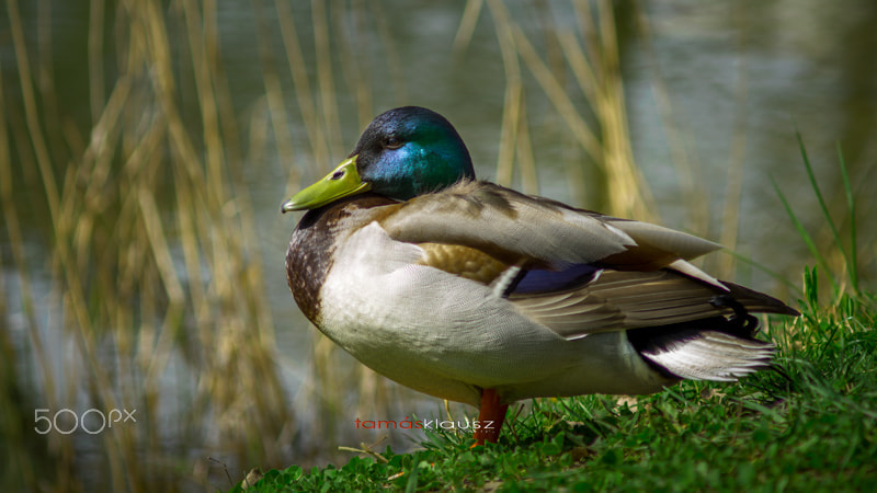 Minolta AF 70-210mm F4 Macro sample photo. Posing photography
