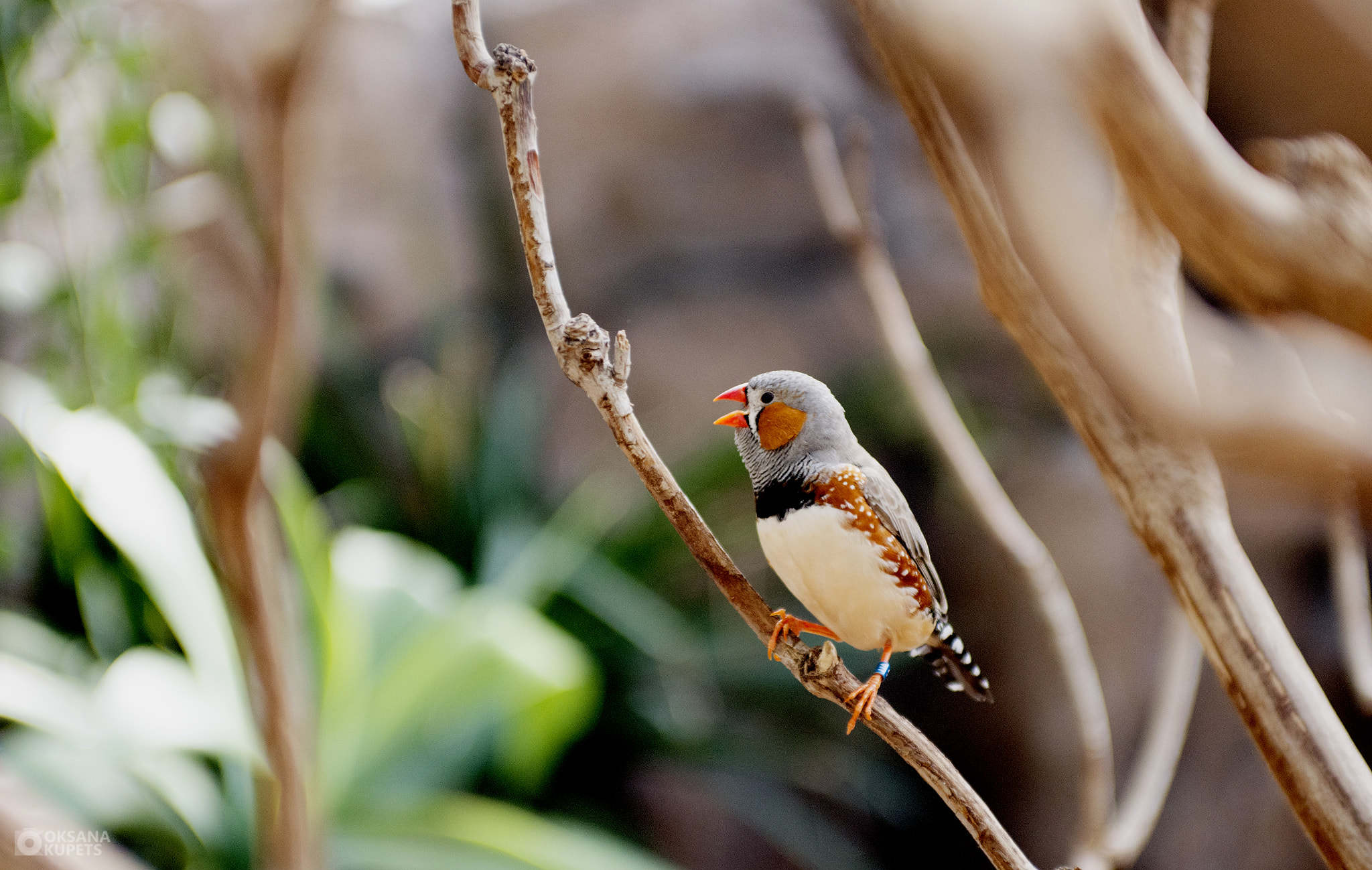 Nikon D600 + AF Zoom-Nikkor 35-70mm f/2.8D sample photo. A little bird.jpg photography