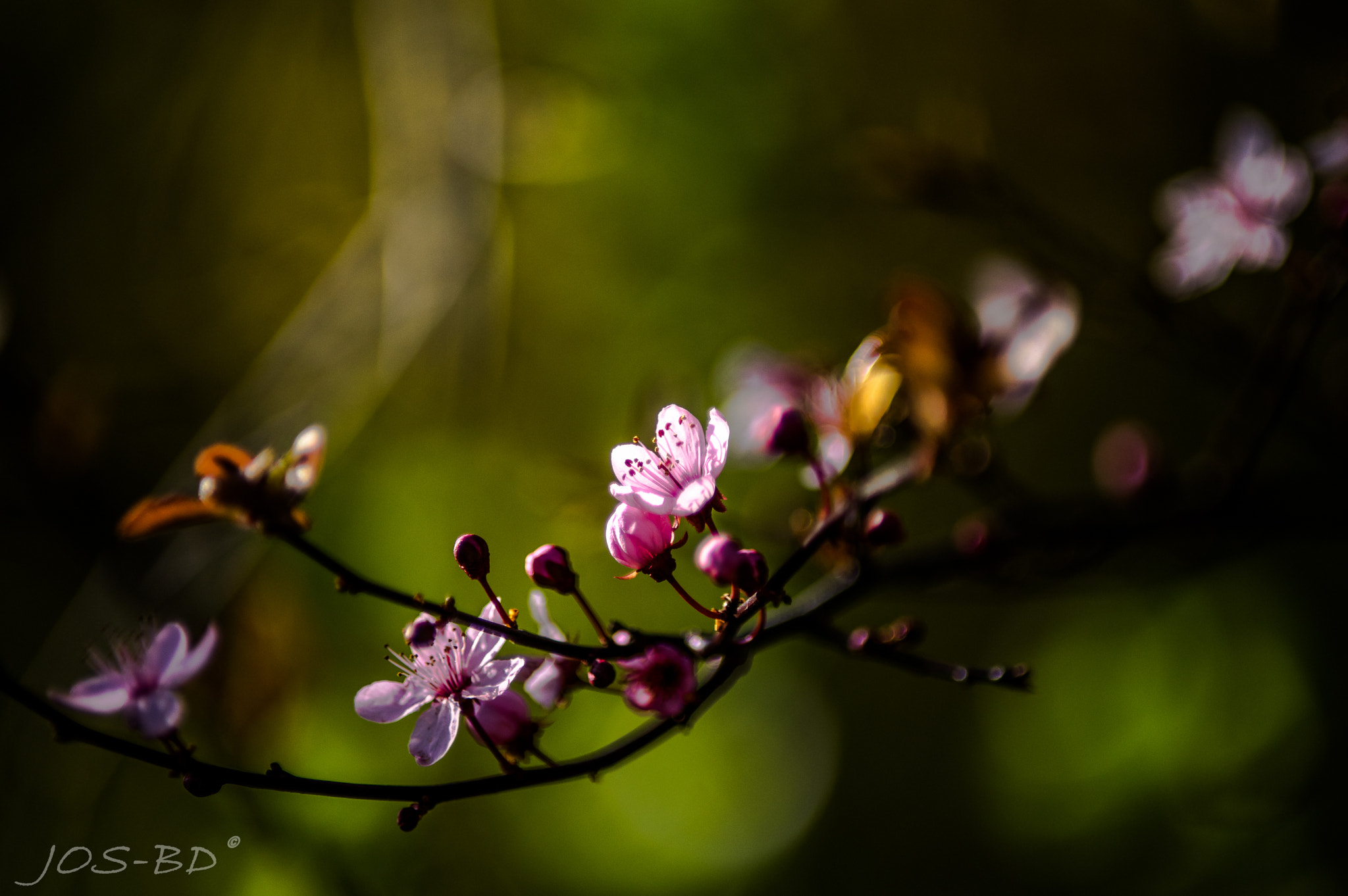 smc PENTAX-FA* 80-200mm F2.8 ED[IF] sample photo. 26211220541.jpg photography