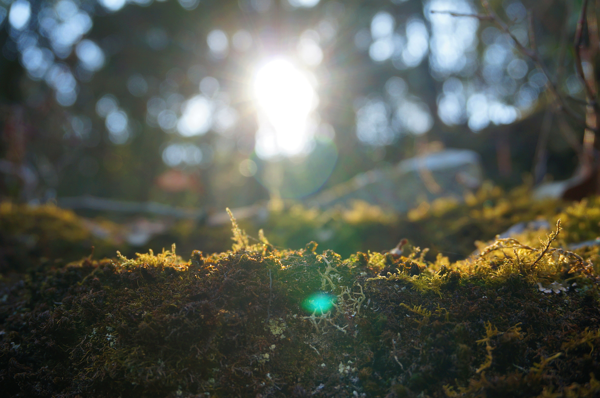 Sony E 16-50mm F3.5-5.6 PZ OSS sample photo. 苔藓 photography