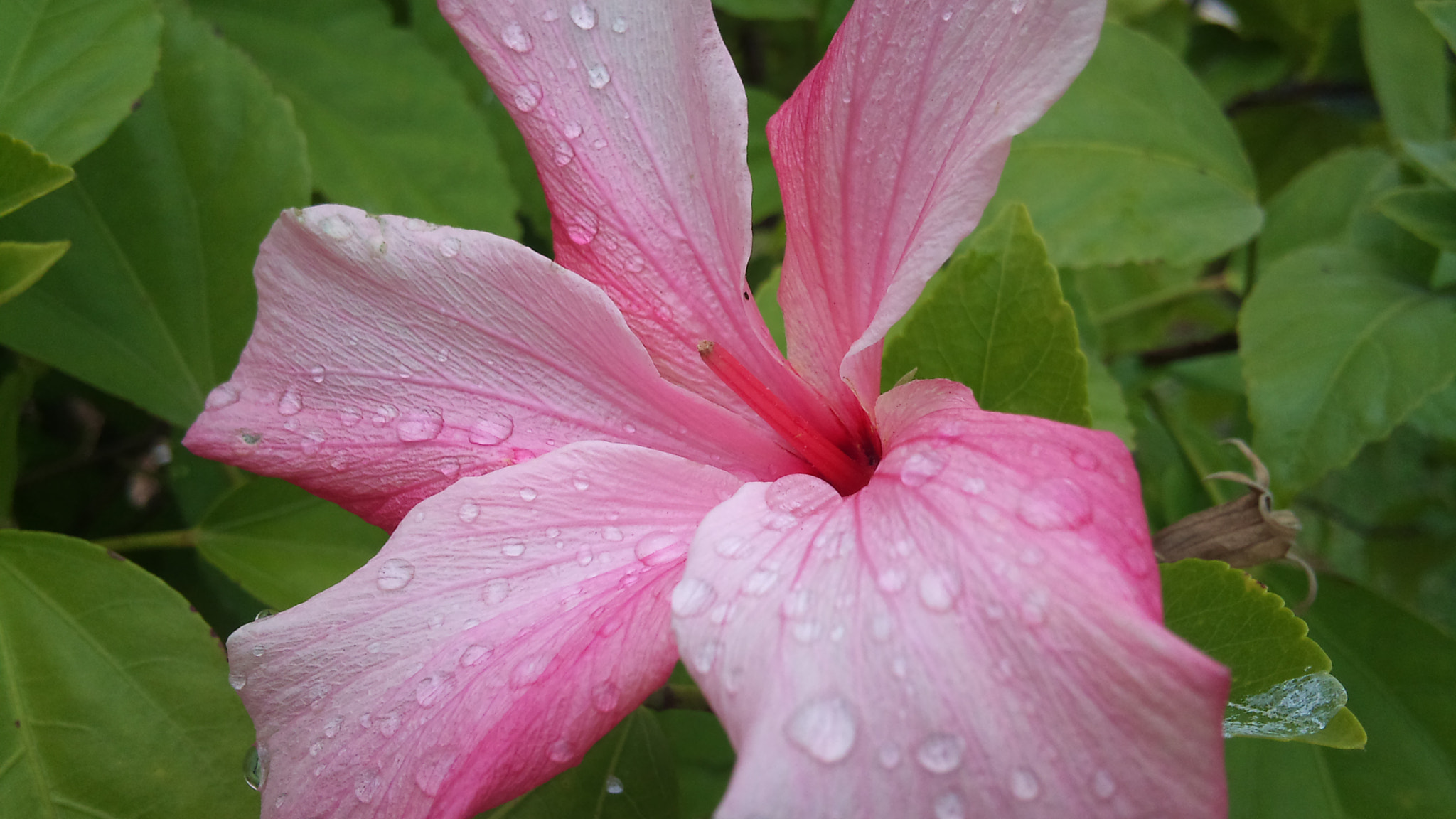 Sony Ericsson U10i sample photo. Morning flower photography