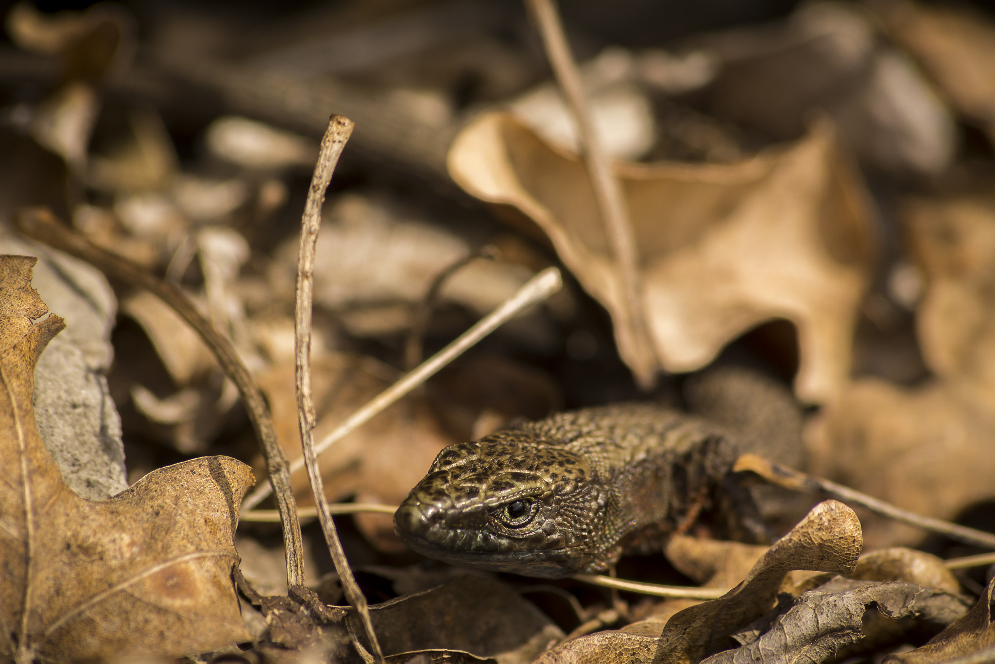 Sony 75-300mm F4.5-5.6 sample photo. Suspicious keeled lizard photography