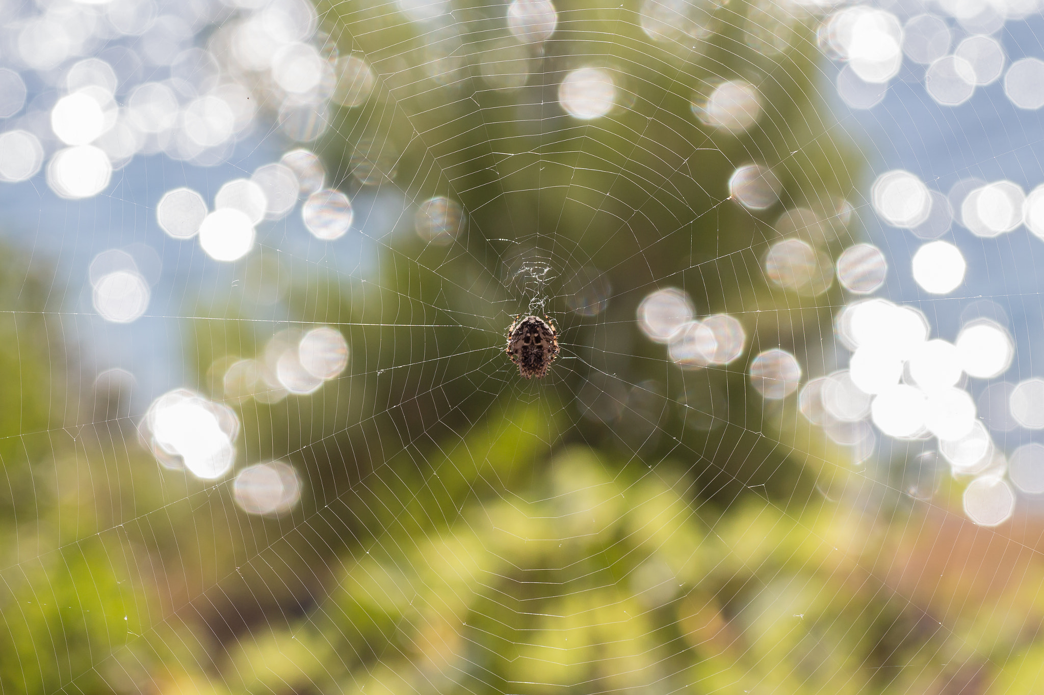 Canon EOS 650D (EOS Rebel T4i / EOS Kiss X6i) + Tamron SP AF 90mm F2.8 Di Macro sample photo. Spiderweb bokeh photography