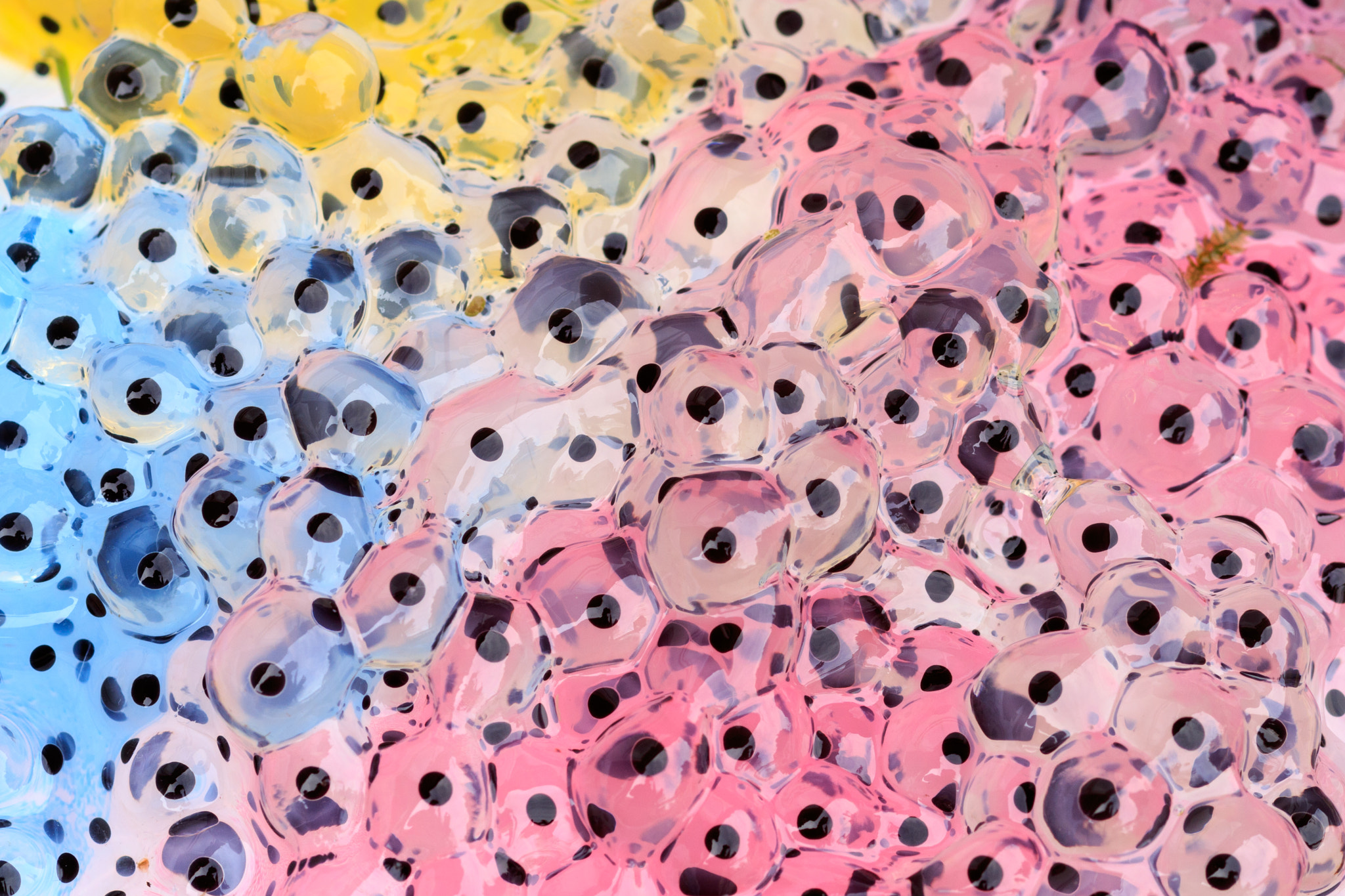 Sigma 105mm F2.8 EX DG Macro sample photo. Frogspawn photography