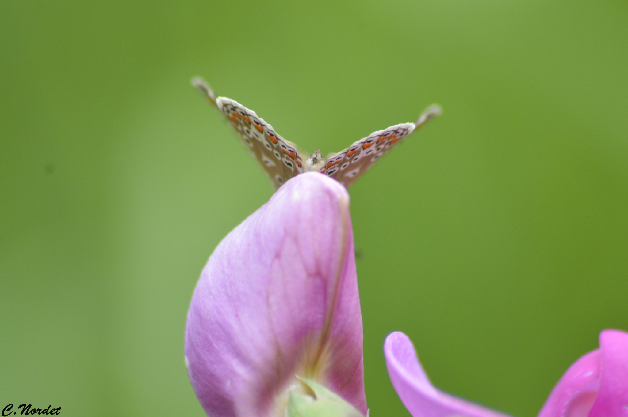 Sigma 50mm F1.4 DG HSM Art sample photo. Argus photography