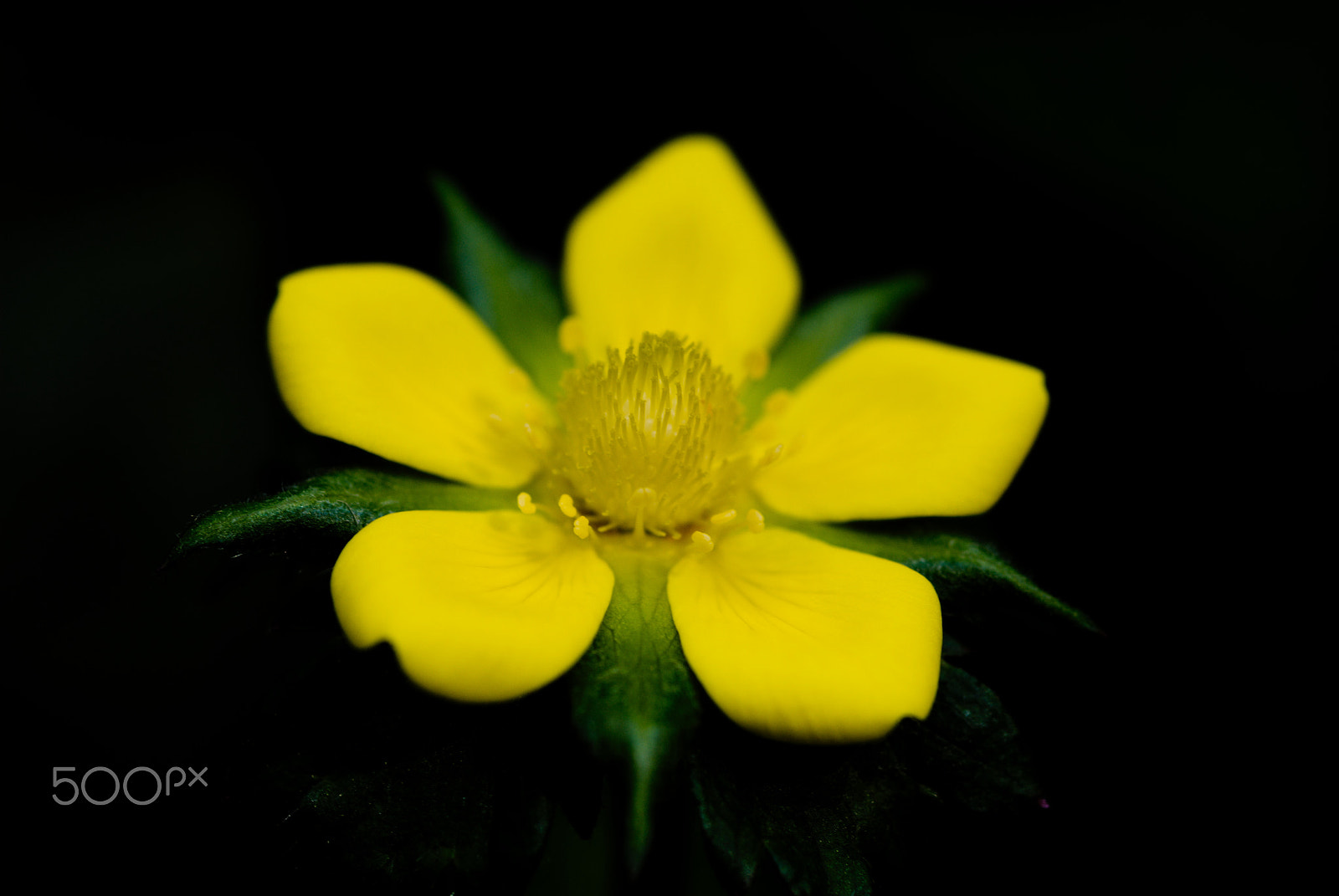 Nikon D40X + Nikon AF Micro-Nikkor 60mm F2.8D sample photo. Flower #11 photography