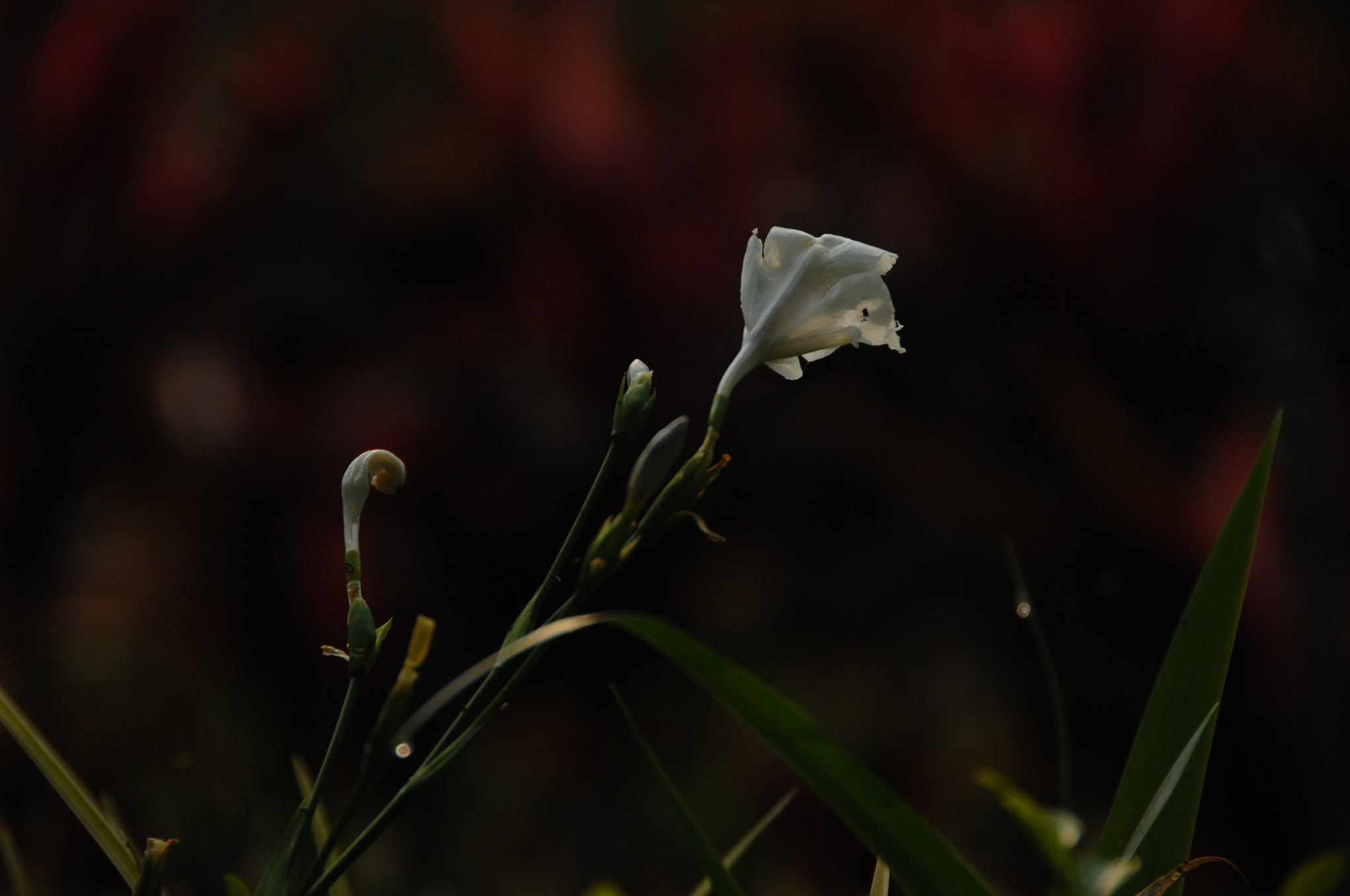 Nikon D2X sample photo. .. photography