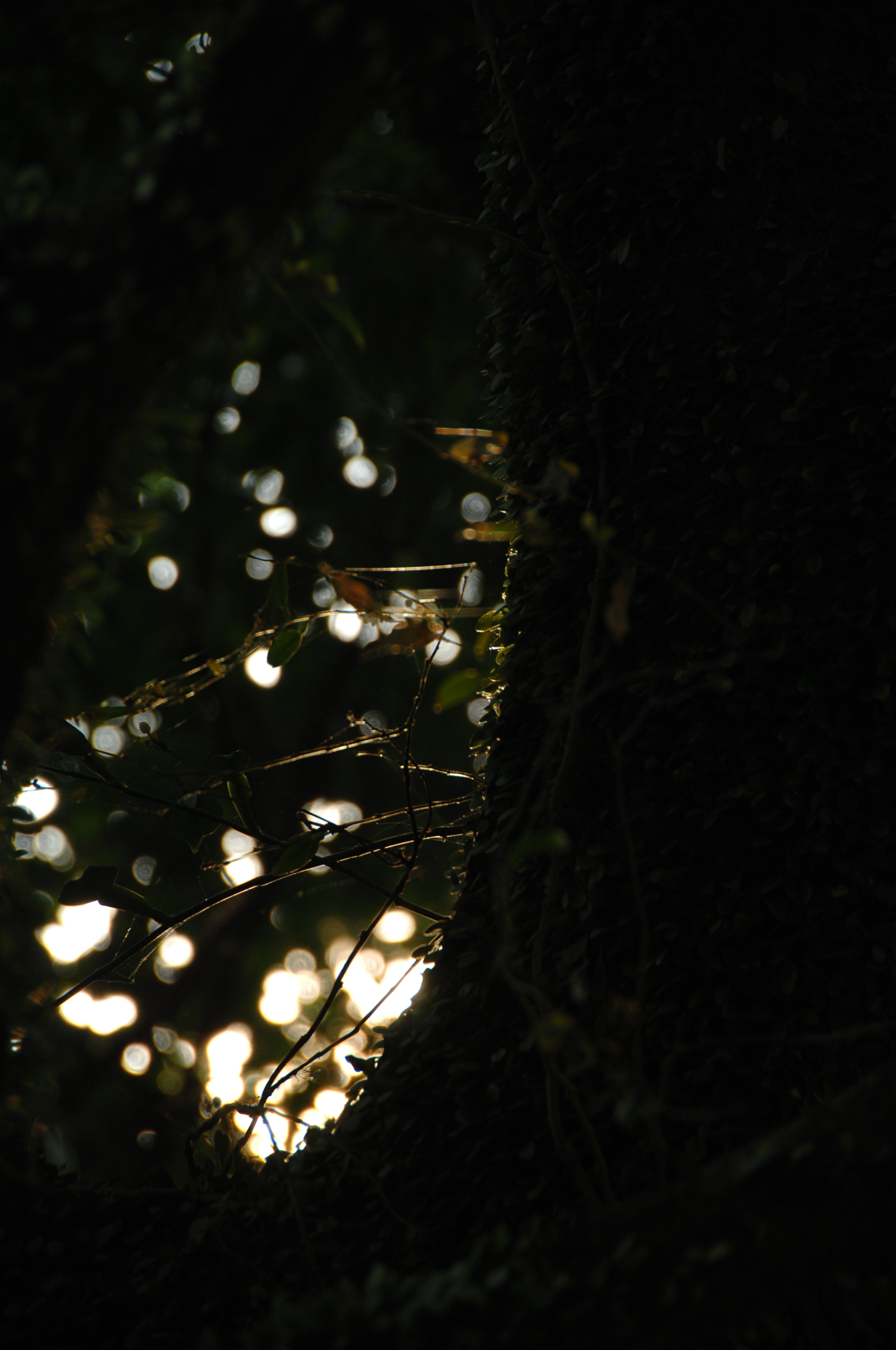 Nikon D2X sample photo. .. photography