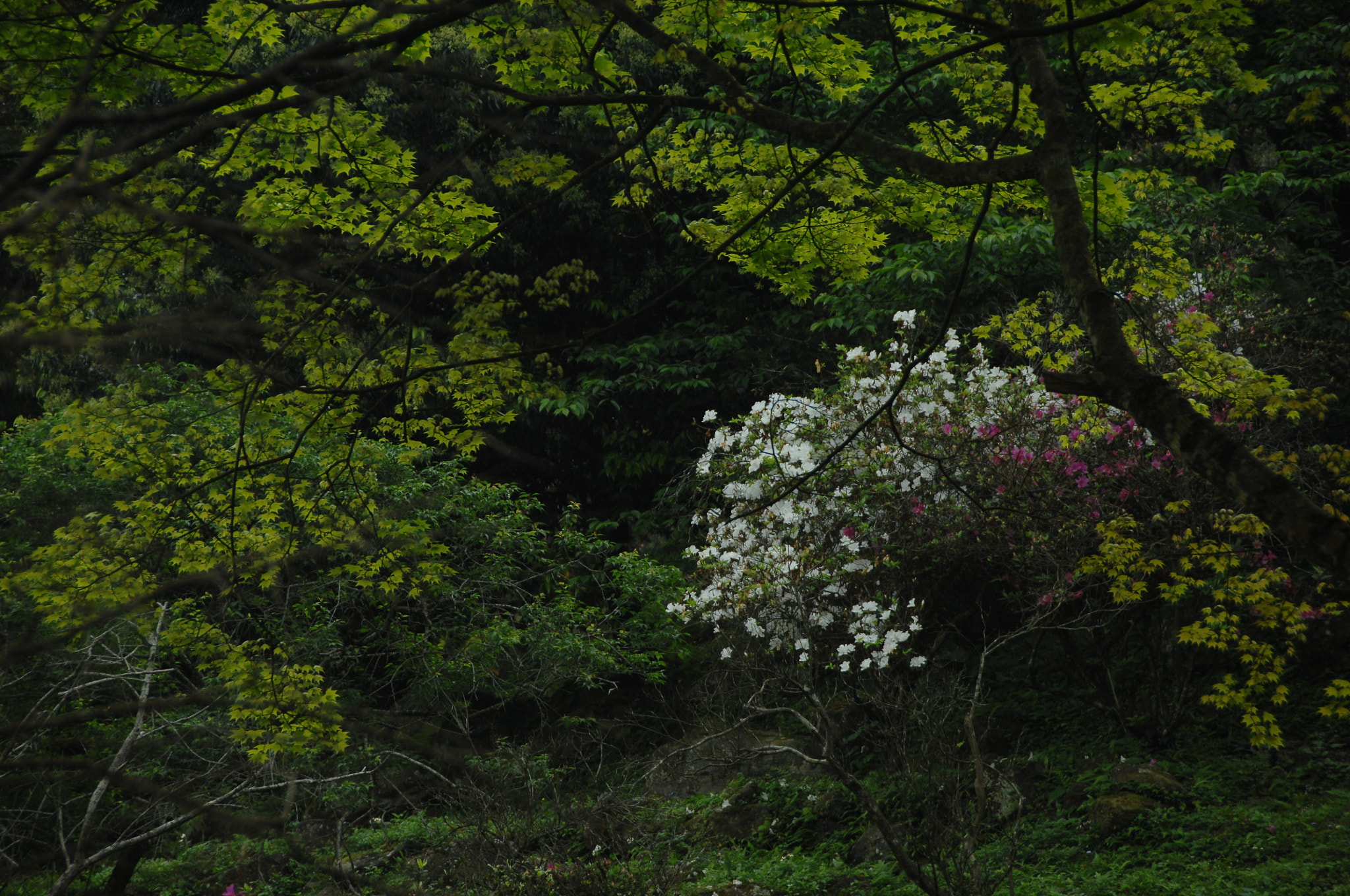 Nikon D2X sample photo. .. photography