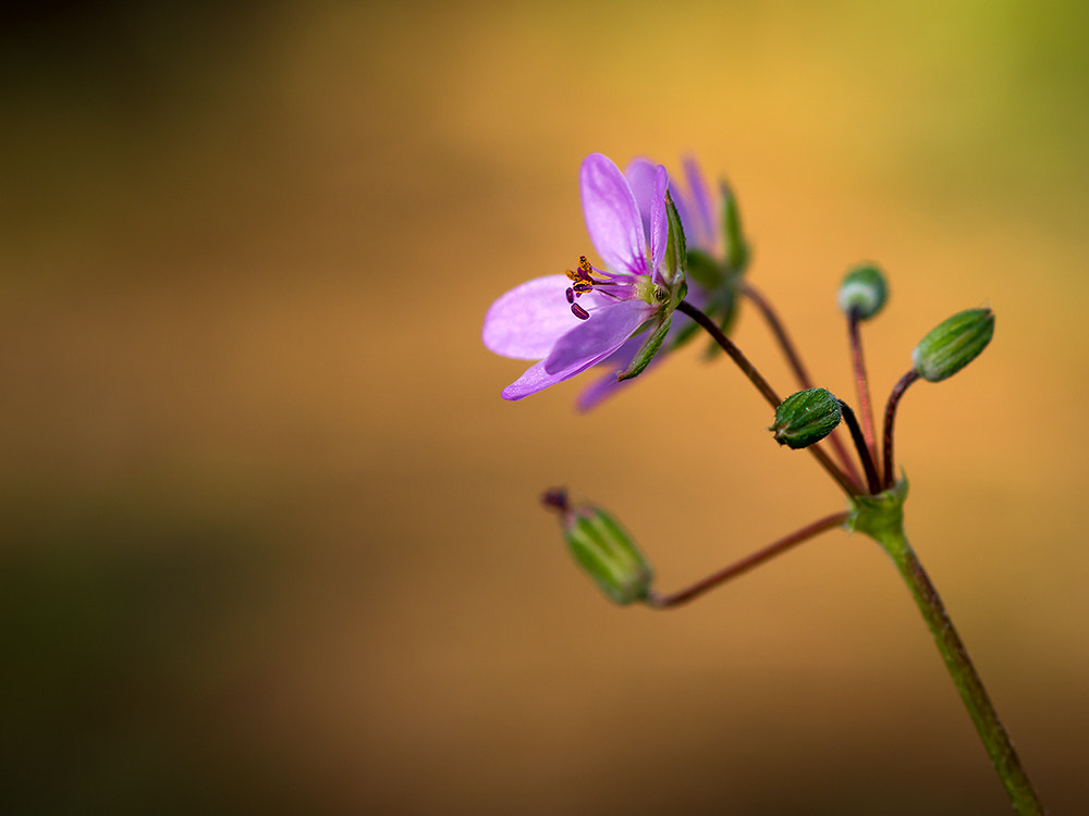 Nikon D7200 + Nikon AF Micro-Nikkor 60mm F2.8D sample photo. Alone photography