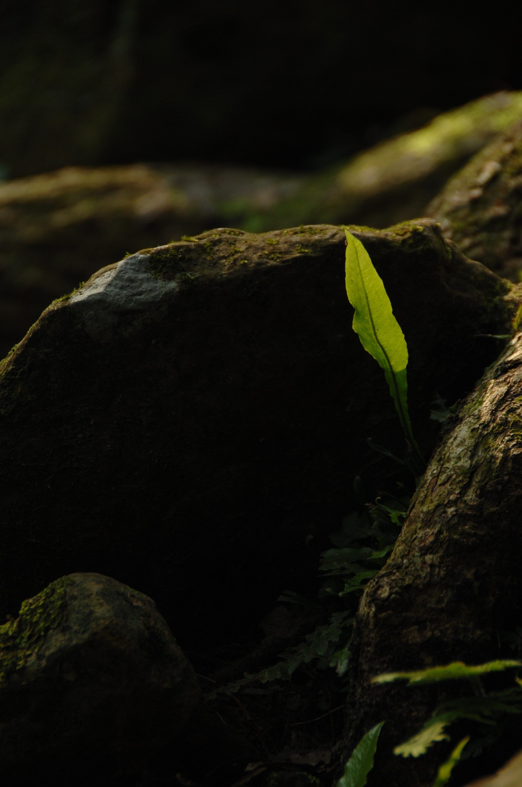 Nikon D2X sample photo. .. photography