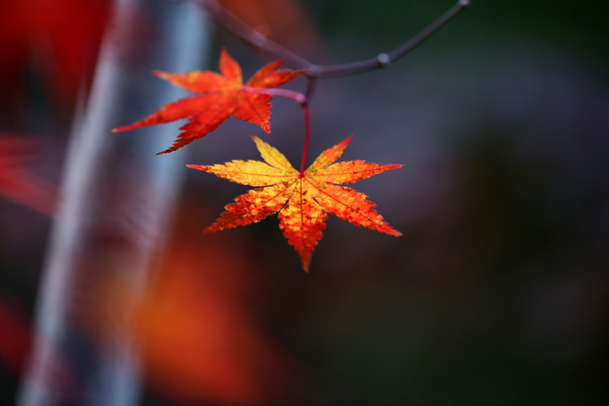 Canon EF 180mm F3.5L Macro USM sample photo