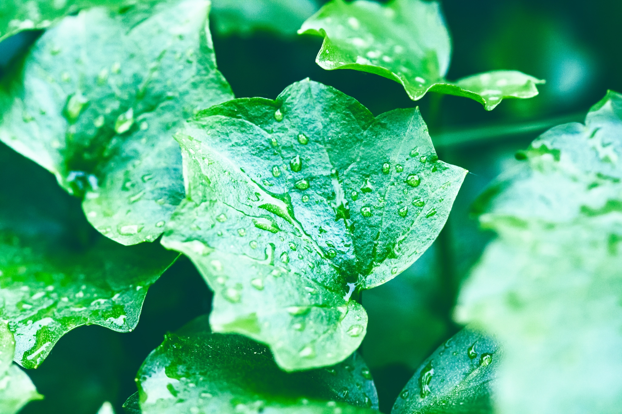 Canon EF 100mm F2.8 Macro USM sample photo. Wet green photography