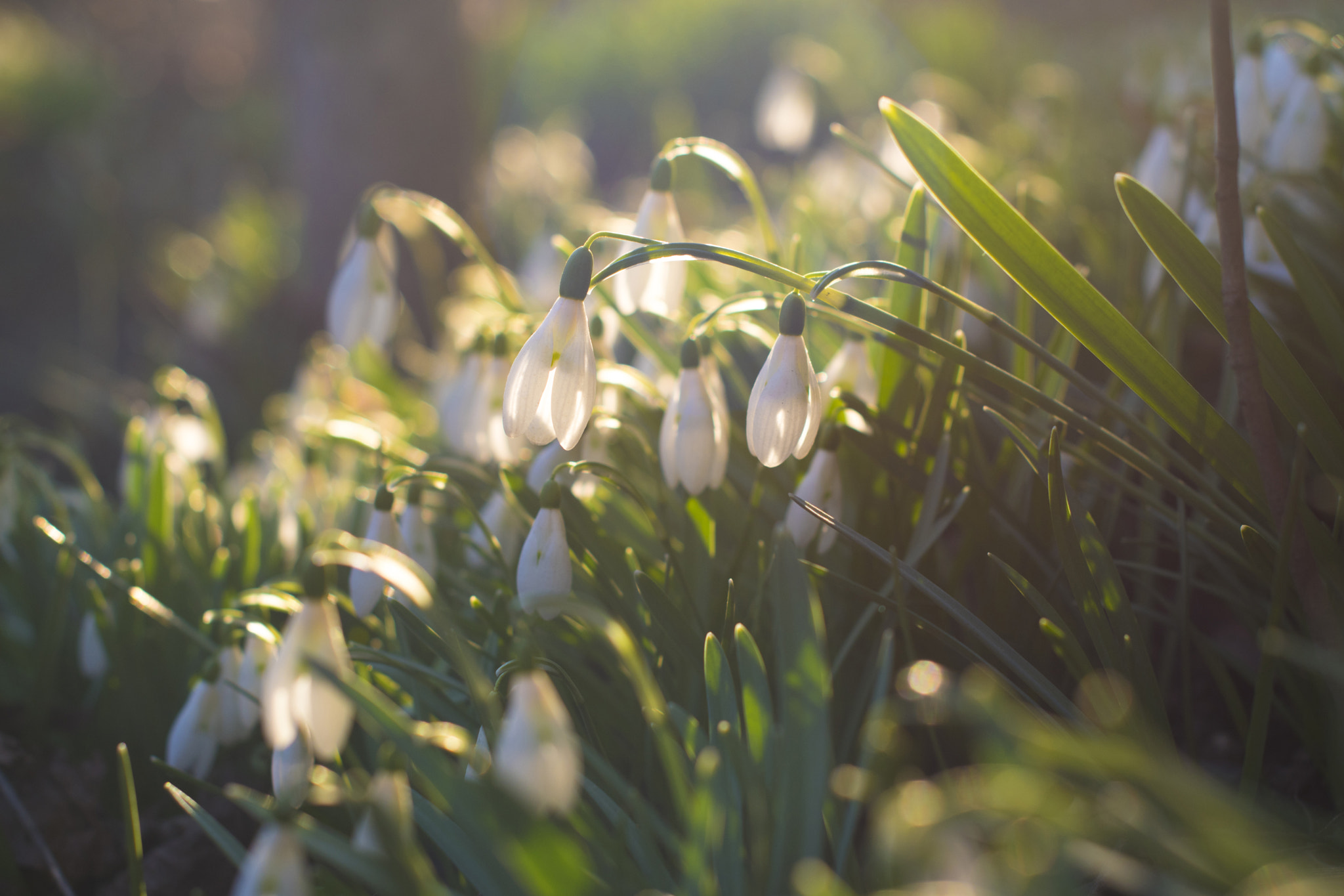 Nikon D5500 + Nikon AF-S Nikkor 50mm F1.4G sample photo. The first flowers of spring photography