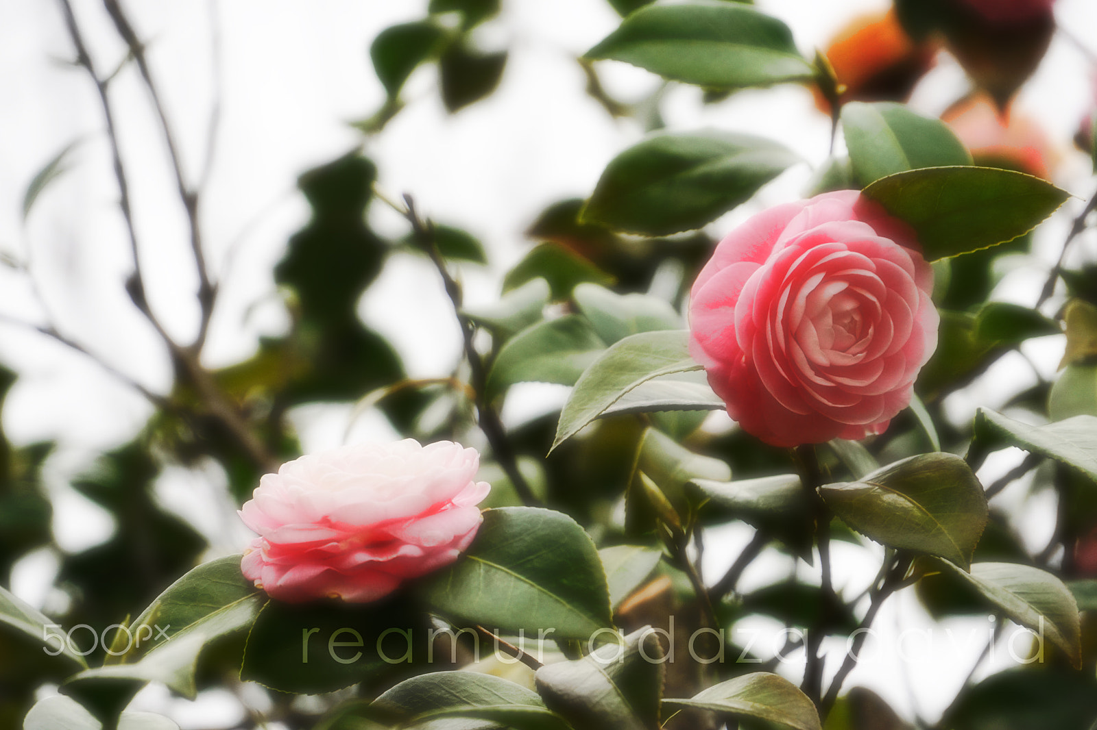 Sony E PZ 18-200mm F3.5-6.3 OSS sample photo. Alpine roses photography