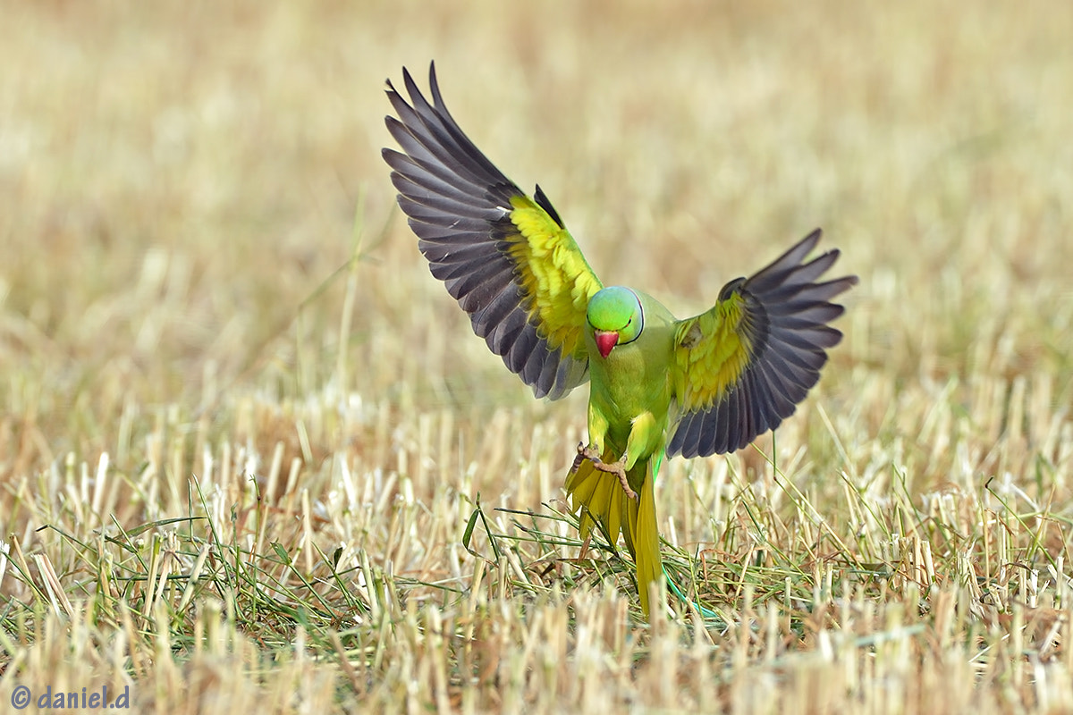 Nikon AF-S Nikkor 500mm F4D ED-IF II sample photo. Landing photography