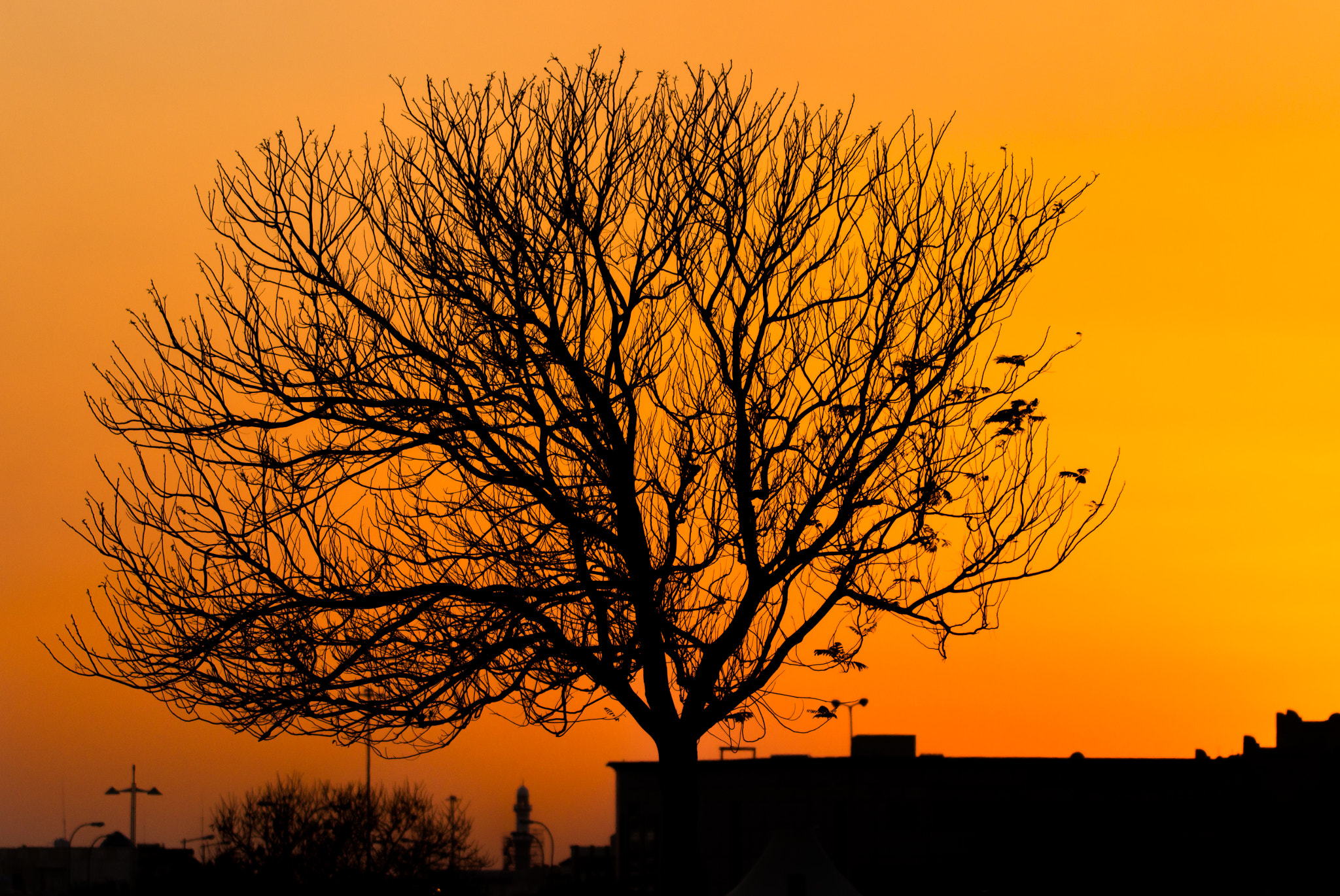 Sigma 150-600mm F5-6.3 DG OS HSM | C sample photo. Tree on sunset photography