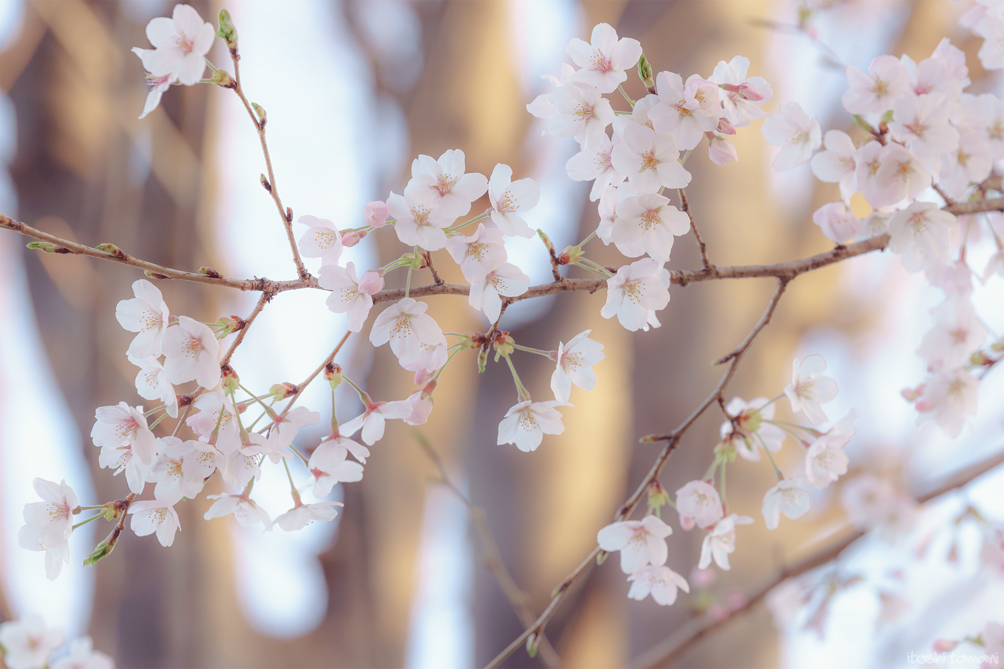 Tamron SP 70-200mm F2.8 Di VC USD sample photo. Sakura saku photography