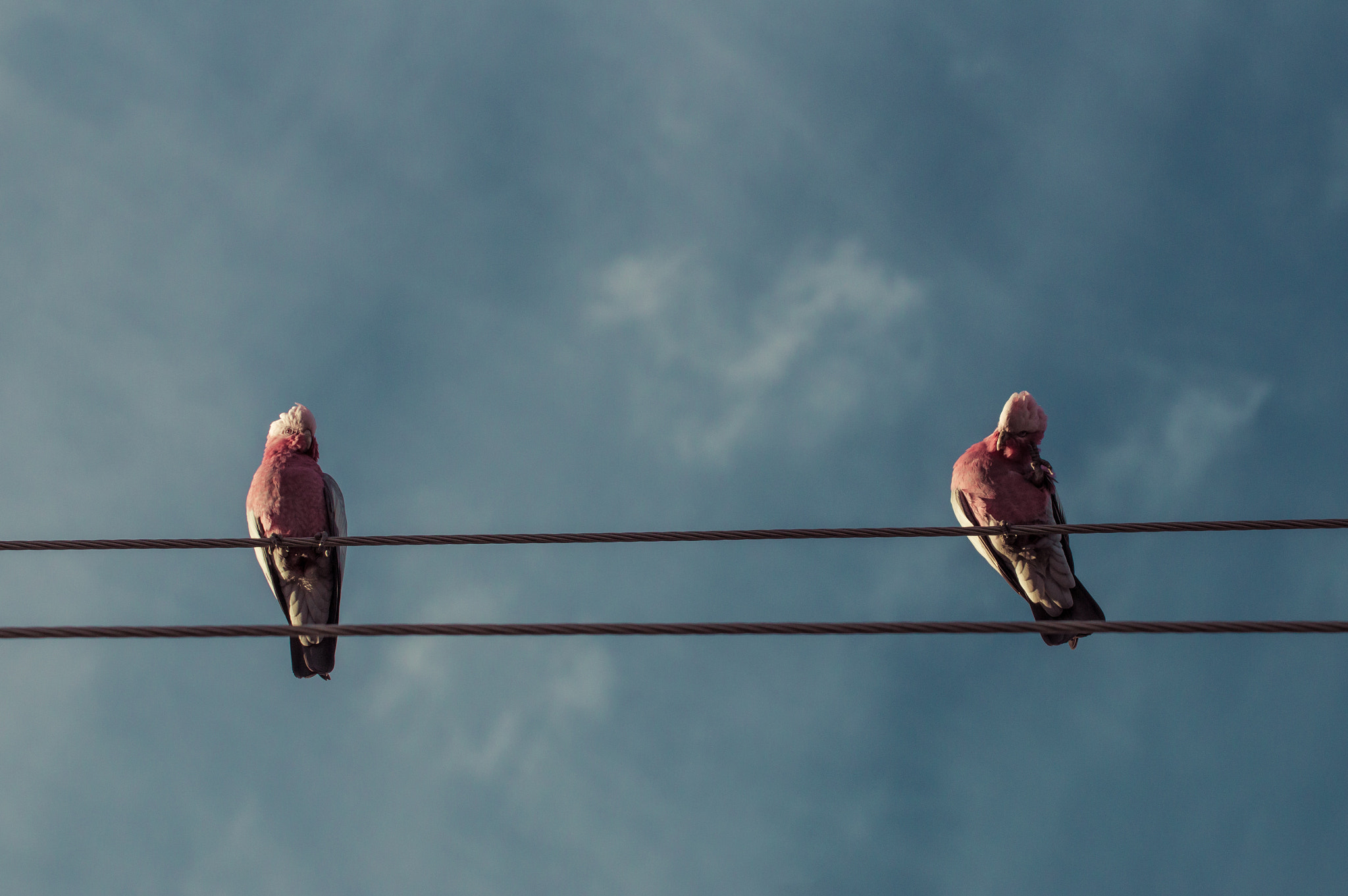 Sony SLT-A37 sample photo. Birds on a wire photography