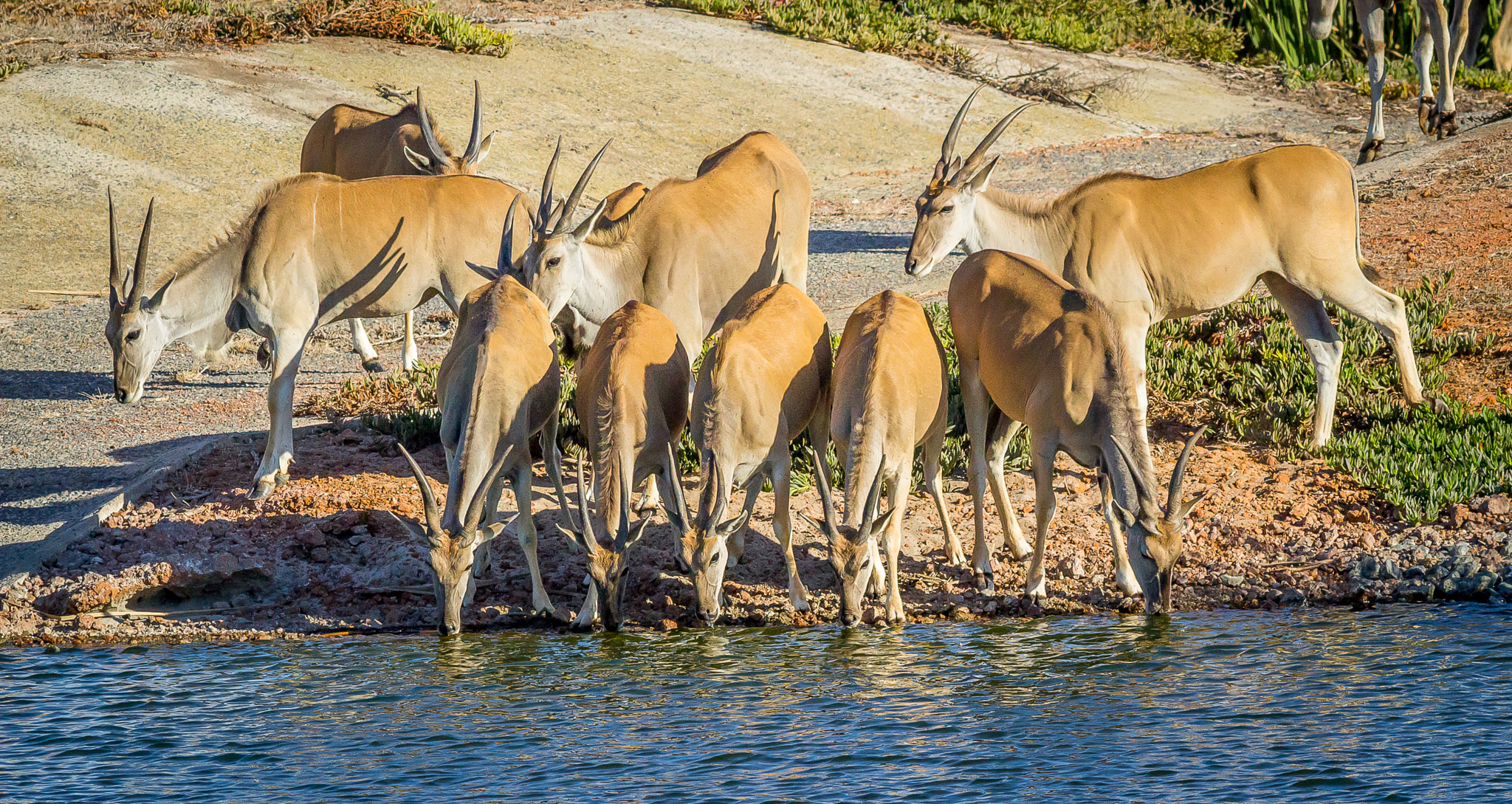 Canon EOS 1200D (EOS Rebel T5 / EOS Kiss X70 / EOS Hi) + Canon EF 400mm F5.6L USM sample photo. Eland at waterhole photography