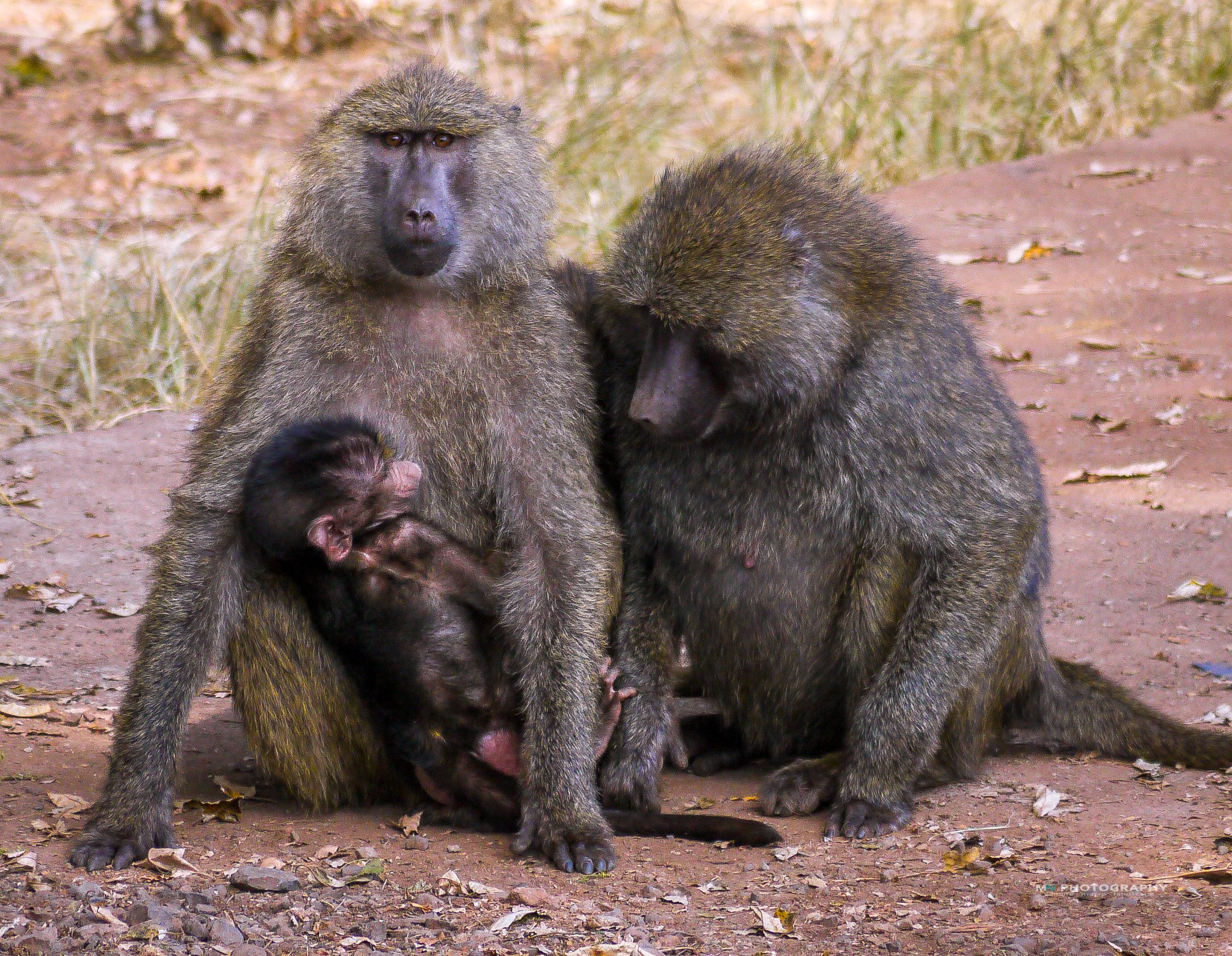 Panasonic Lumix DMC-GF1 + Panasonic Lumix G Vario 45-200mm F4-5.6 OIS sample photo. Monkeys photography