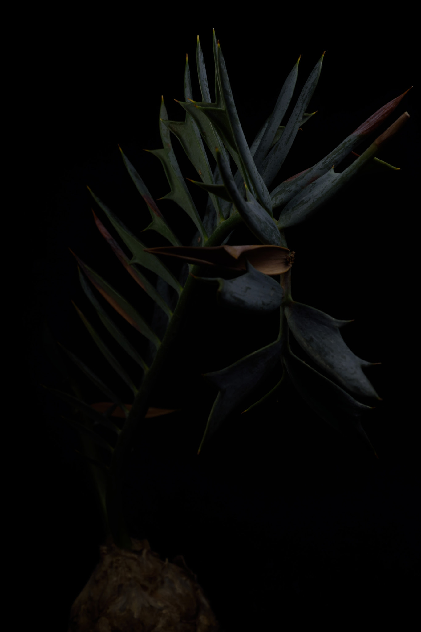ZEISS Makro-Planar T* 50mm F2 sample photo. Encephalartos horridus photography