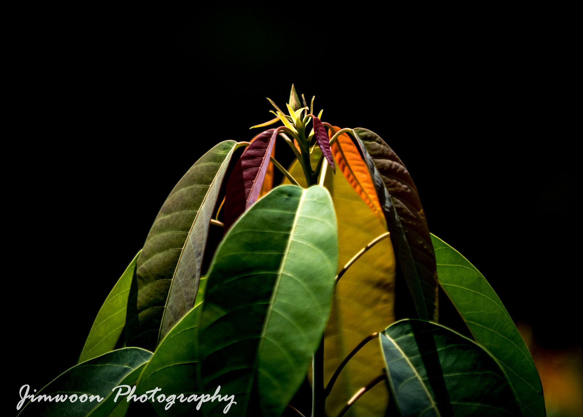 AF-S Zoom-Nikkor 80-200mm f/2.8D IF-ED sample photo. Mixed shades... photography