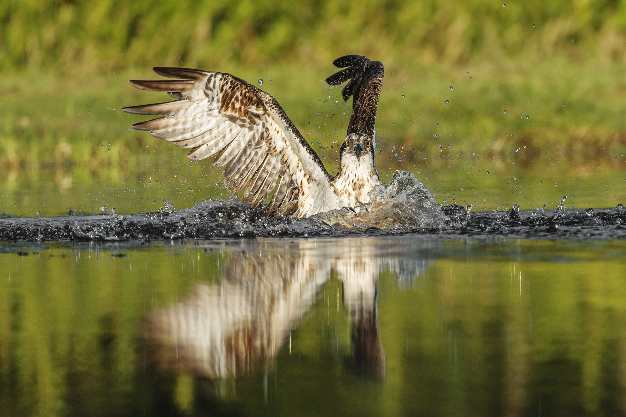 Nikon AF-S Nikkor 200-400mm F4G ED-IF VR sample photo. Lukeorwin photography