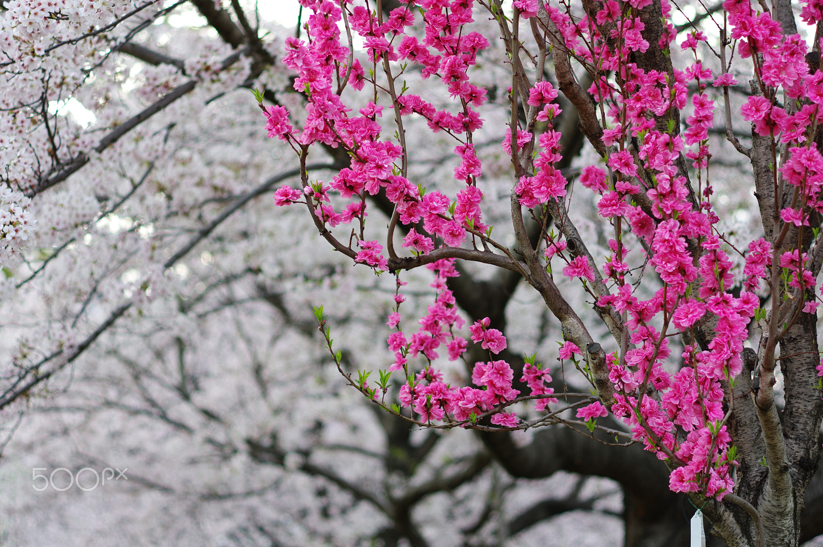 Pentax K-3 + HD Pentax DA 70mm F2.4 AL Limited sample photo. Peach & sakura photography