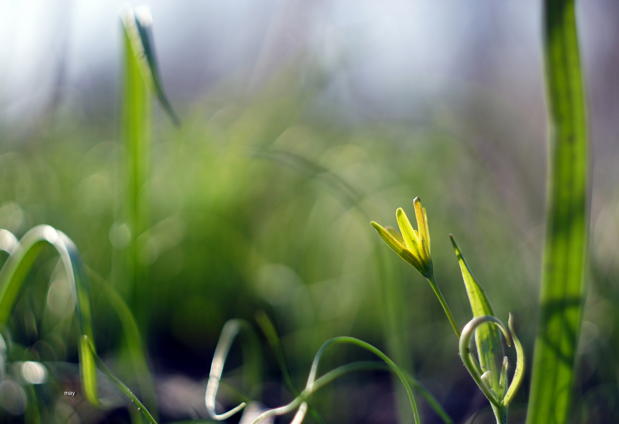 Sony SLT-A65 (SLT-A65V) + Minolta AF 50mm F1.7 sample photo. ***** photography
