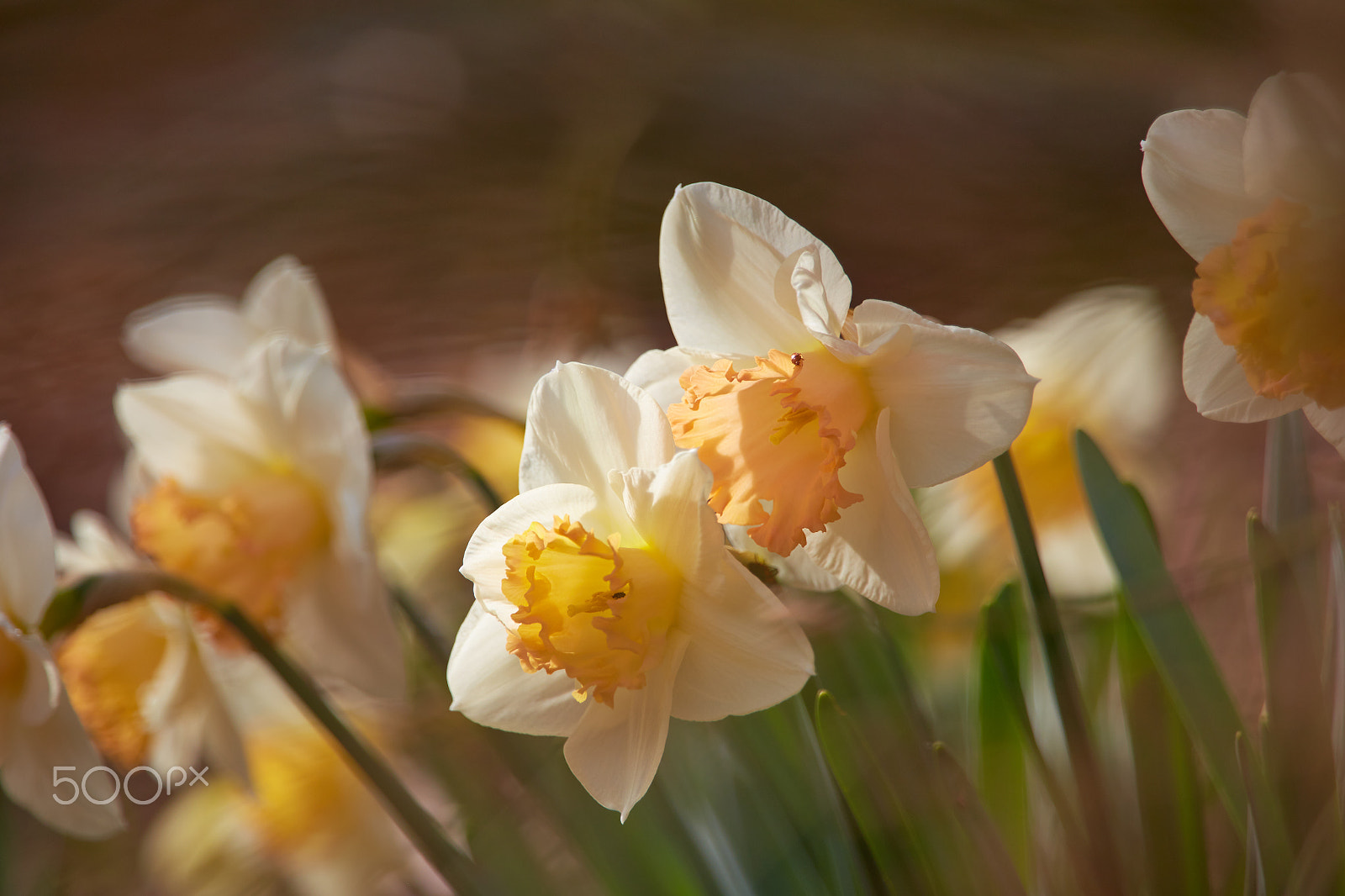Tamron 28-300mm F3.5-6.3 Di VC PZD sample photo. Narcissus photography