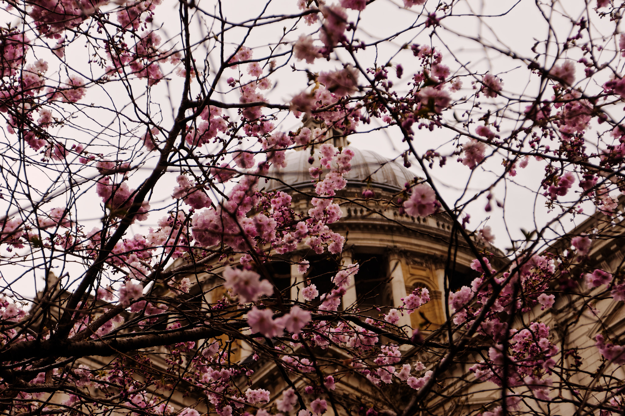 Sony Alpha DSLR-A700 + Minolta AF 17-35mm F2.8-4 (D) sample photo. Spring in london is a beautiful thing photography