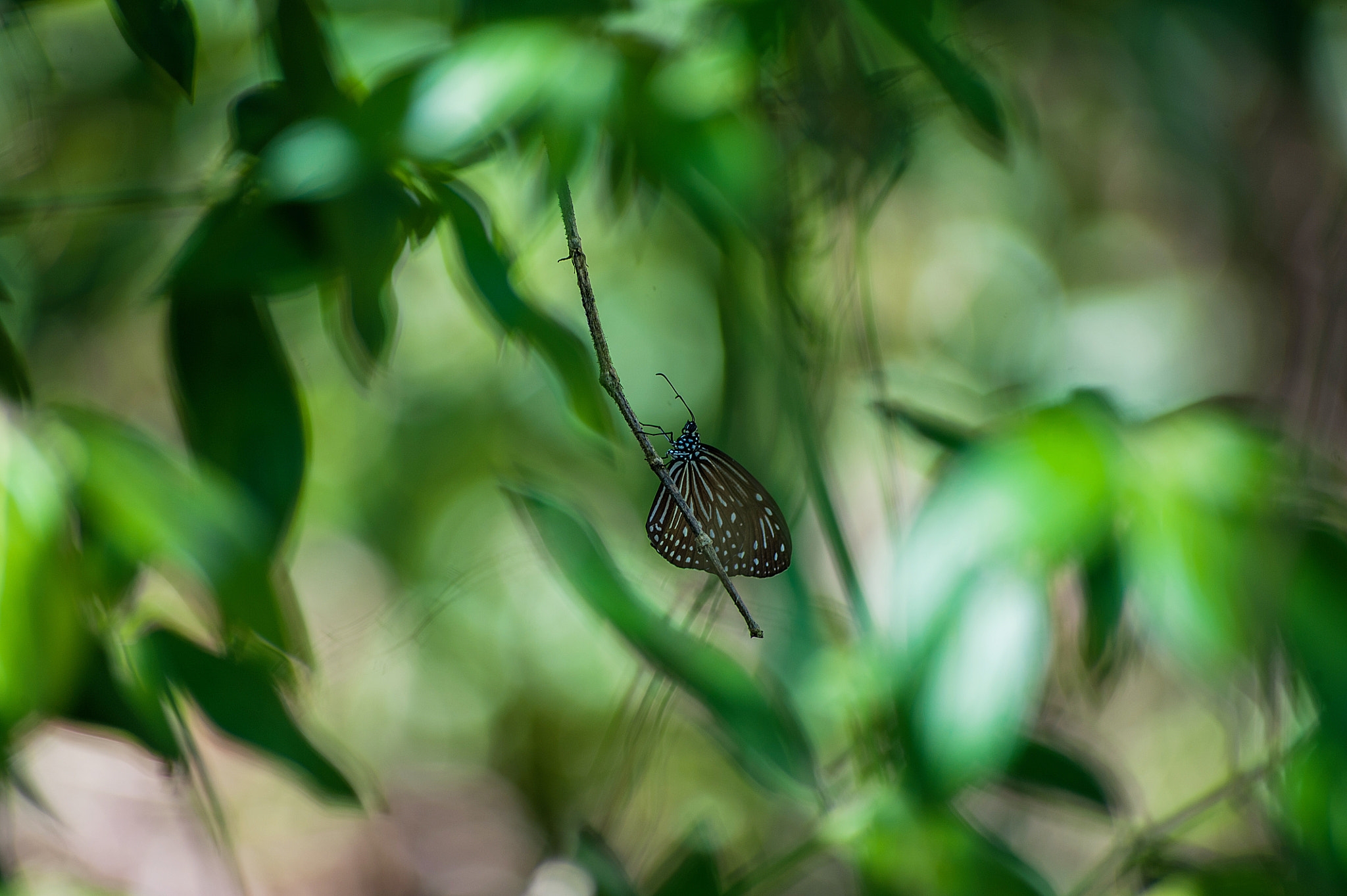 Sigma 70-300mm F4-5.6 APO DG Macro sample photo. Hiding photography