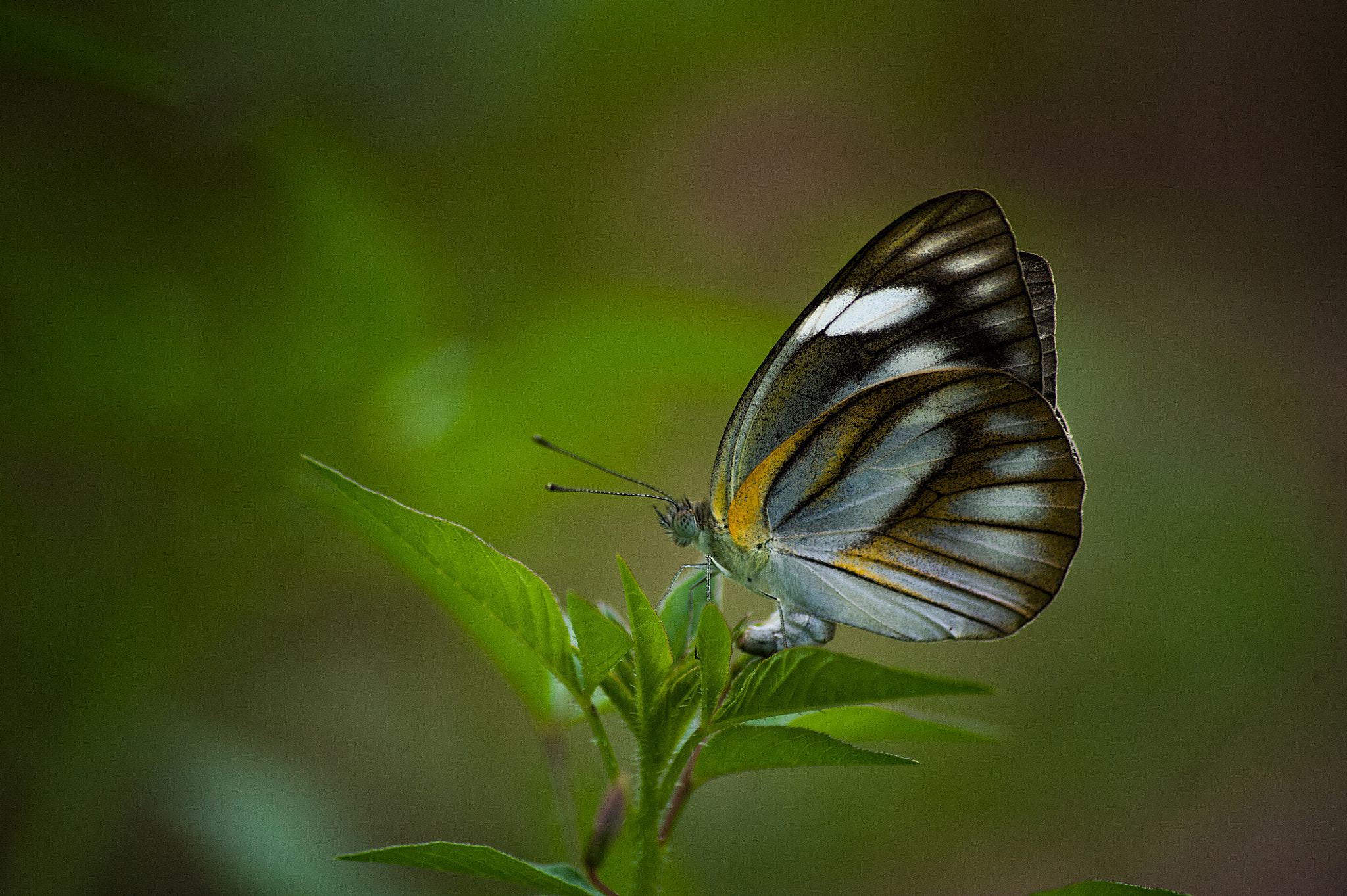 Sigma 70-300mm F4-5.6 APO DG Macro sample photo. Full photography