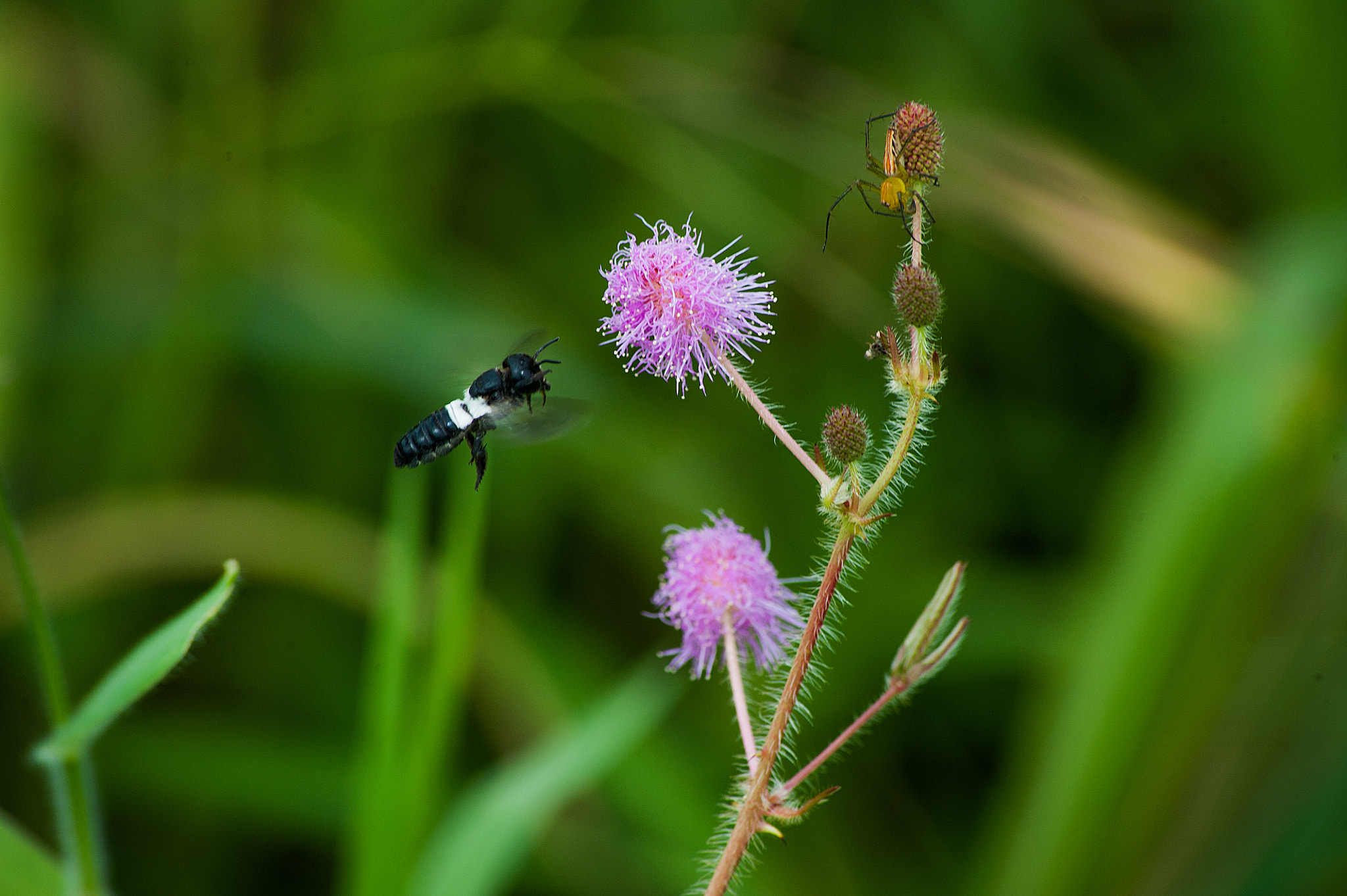 Sigma 70-300mm F4-5.6 APO DG Macro sample photo. Sharing photography