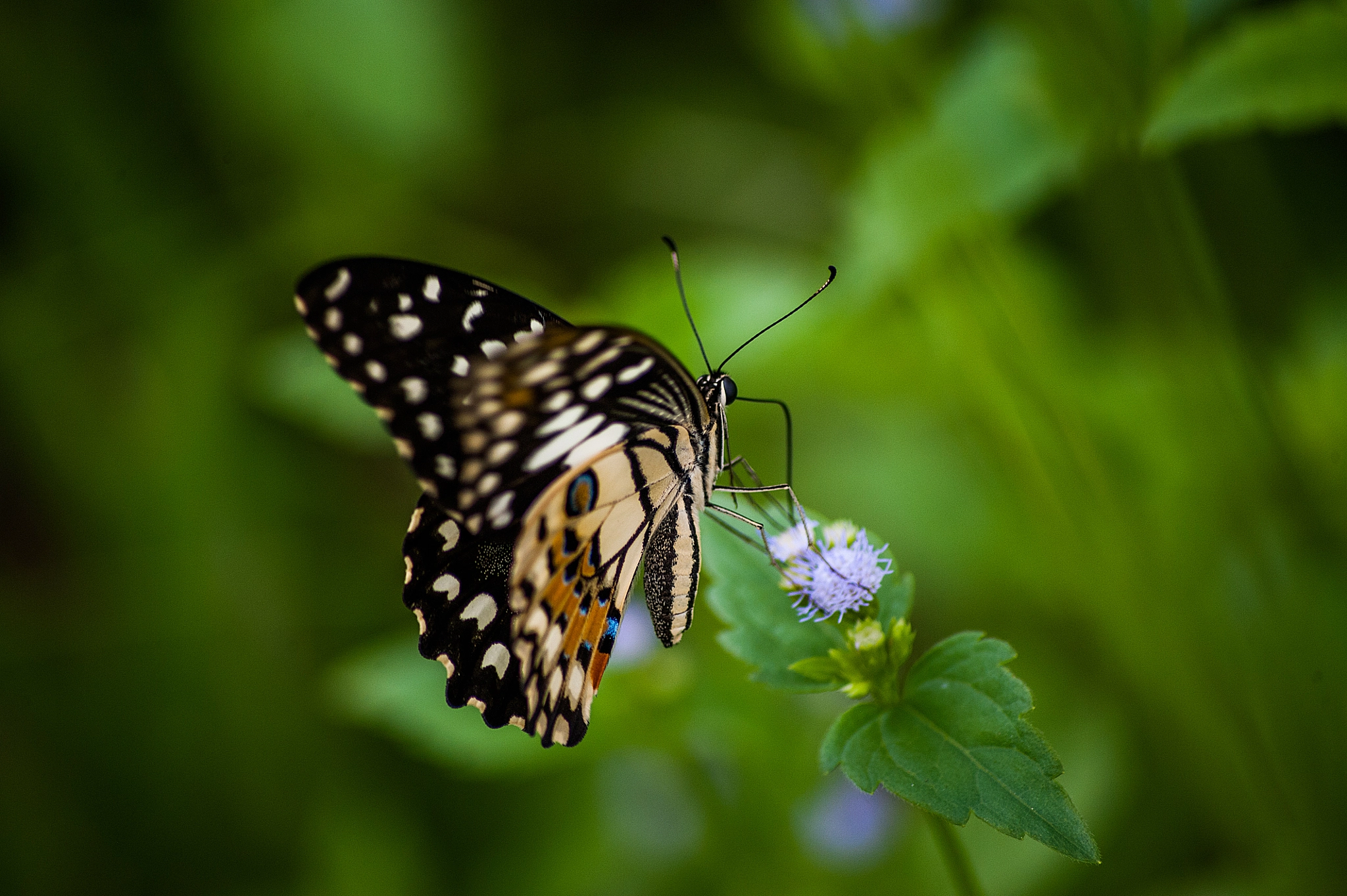 Sigma 70-300mm F4-5.6 APO DG Macro sample photo. Feeding time photography