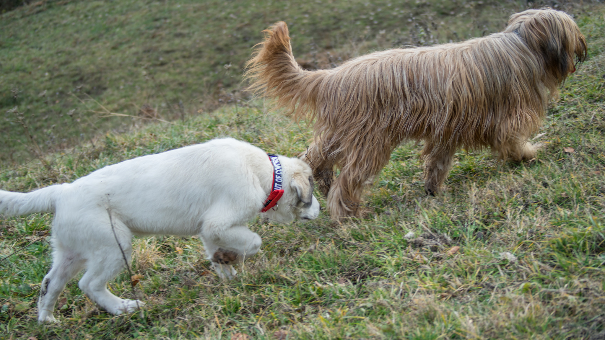 Sony 75-300mm F4.5-5.6 sample photo. Papou, 16 décembre 2015 (4 mois, 25 kg) photography