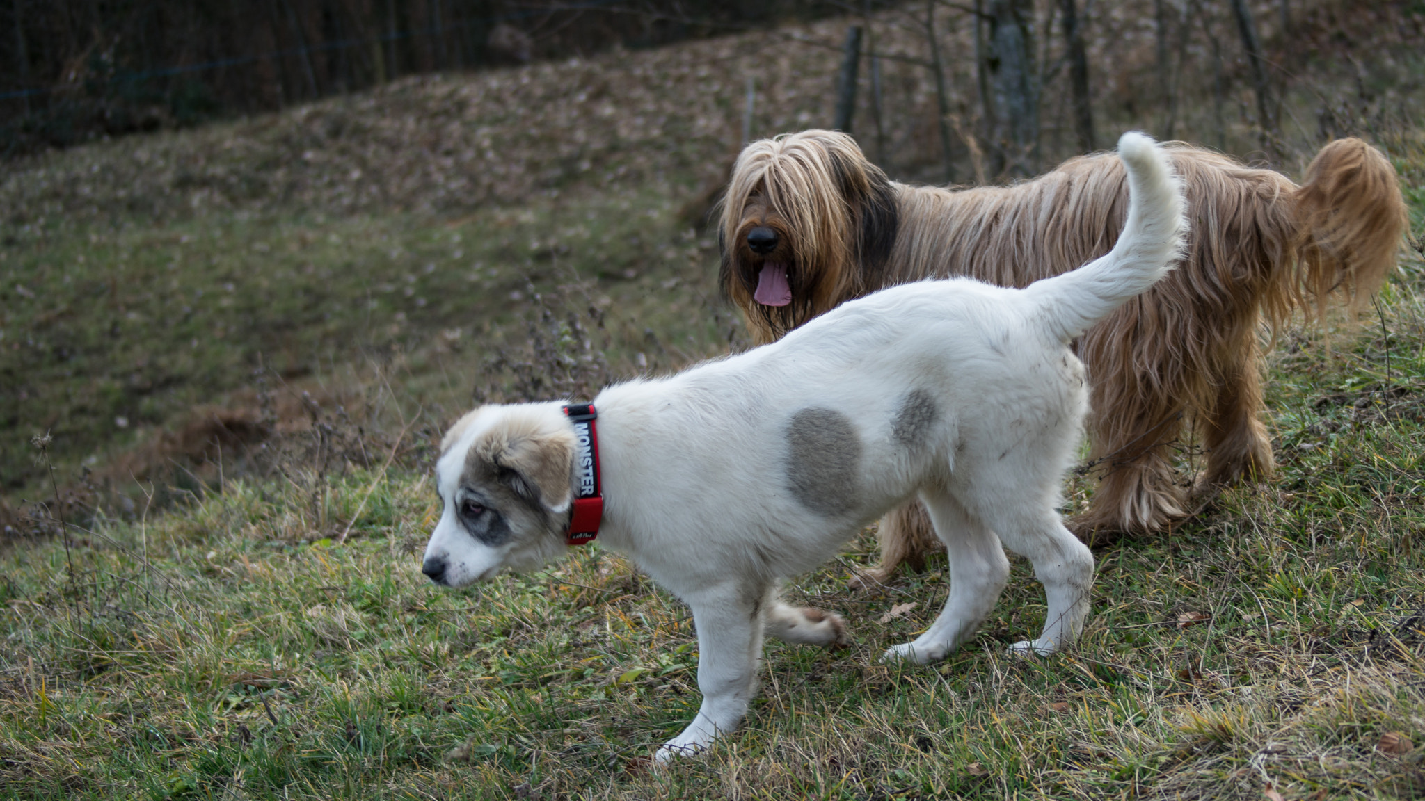 Sony 75-300mm F4.5-5.6 sample photo. Papou, 16 décembre 2015 (4 mois, 25 kg) photography
