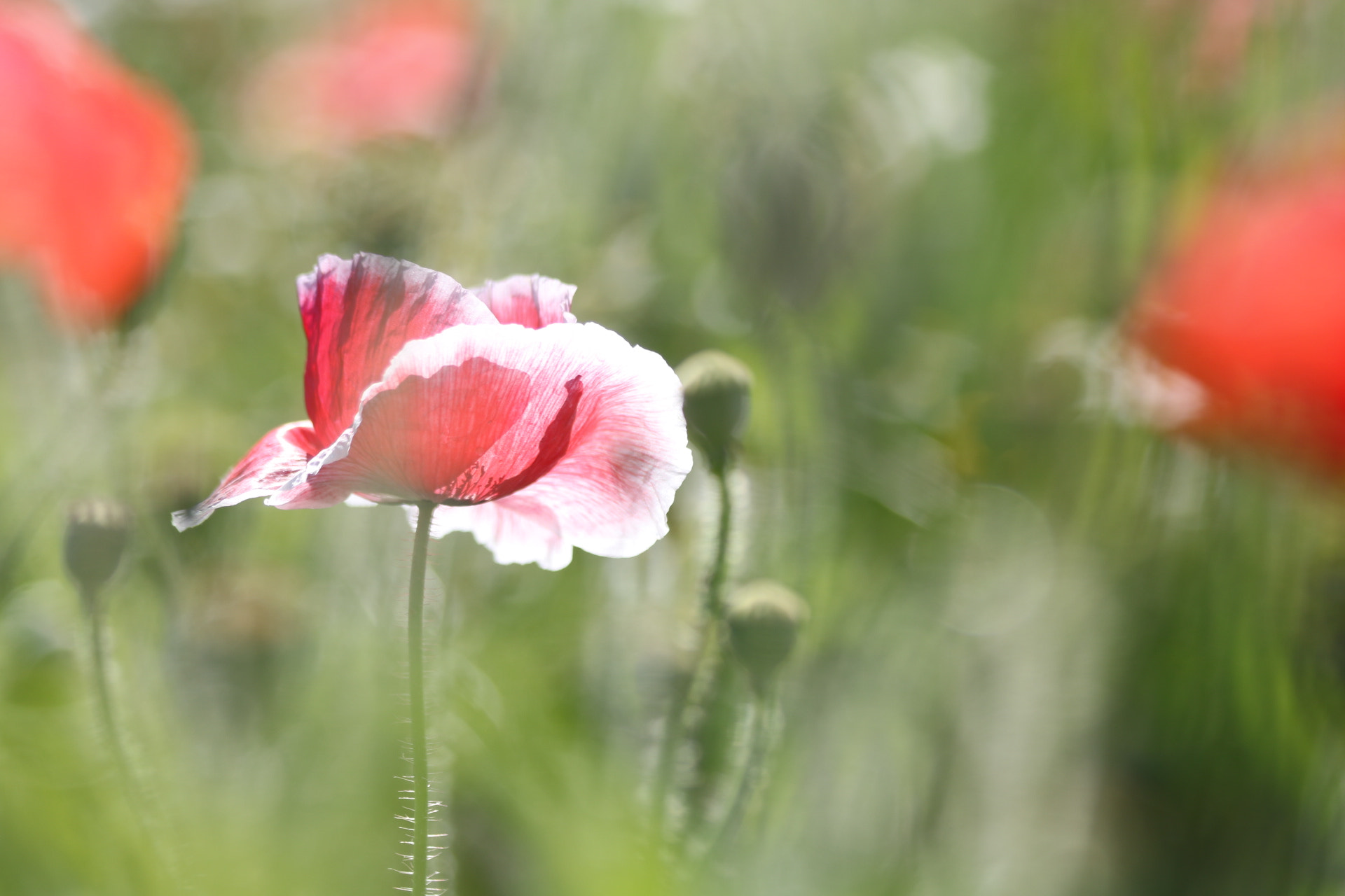 Canon EF 70-300mm F4-5.6 IS USM sample photo. Monjam in my memory. photography