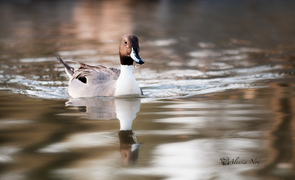 Nikon D300 + Nikon AF-S Nikkor 300mm F4D ED-IF sample photo. Codone photography