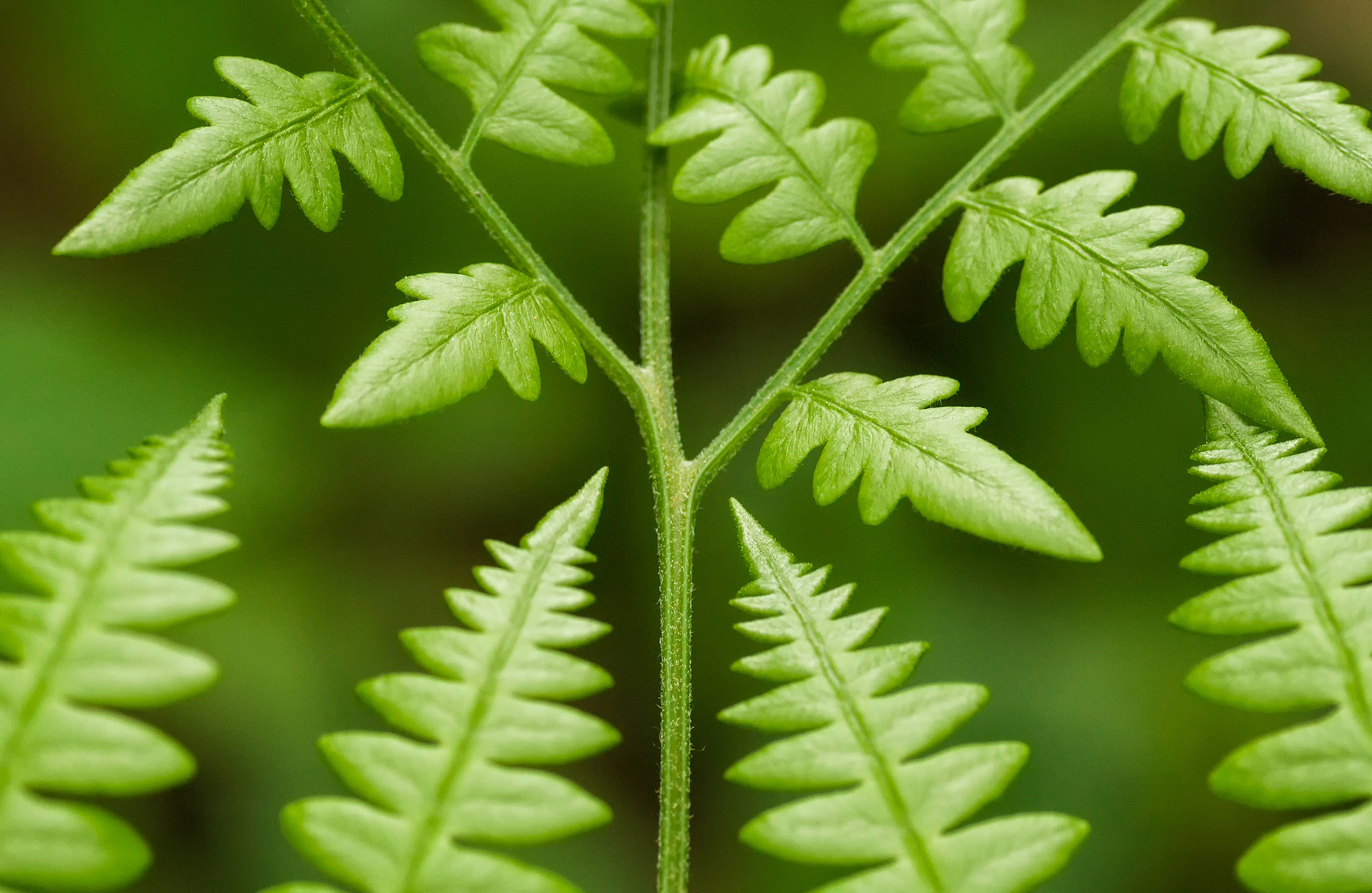 Sony Alpha DSLR-A700 + Tamron SP AF 90mm F2.8 Di Macro sample photo. 'meeting place' photography