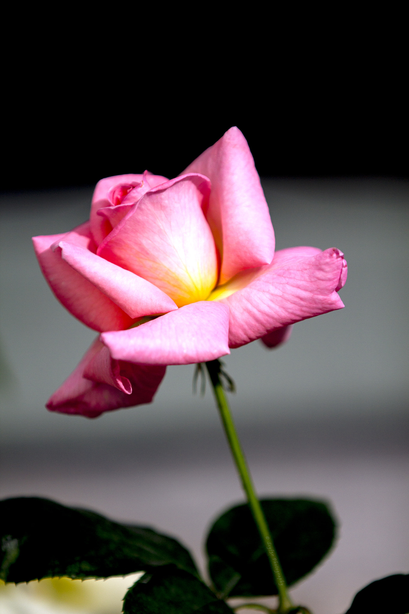 Canon EF 70-200mm F2.8L IS II USM sample photo. Flowers photography